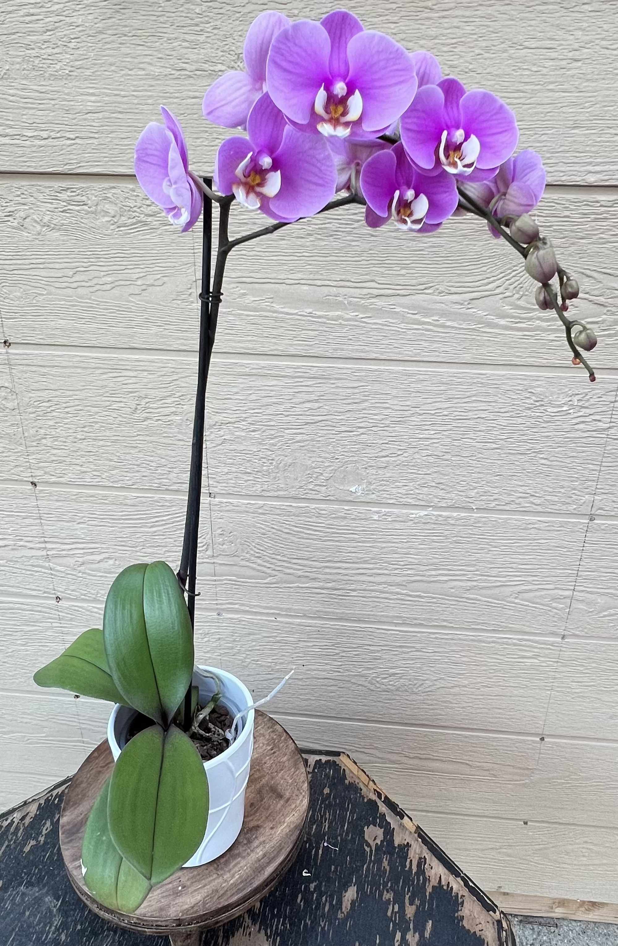 Lavender Orchids - Delicate lavender colored orchid. 24in height