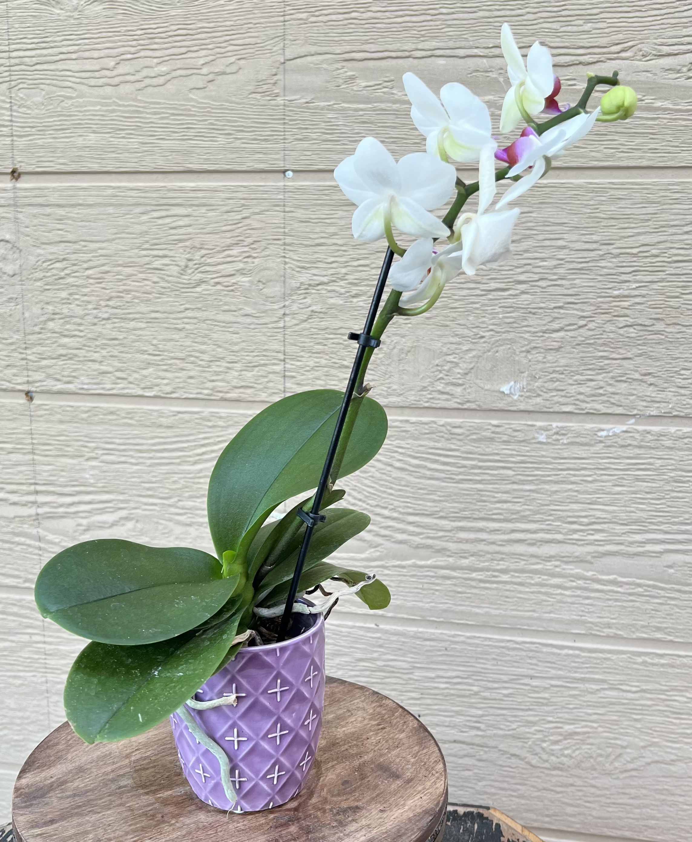 White Orchids - Delicate beautiful white orchid for your special someone. 14in height