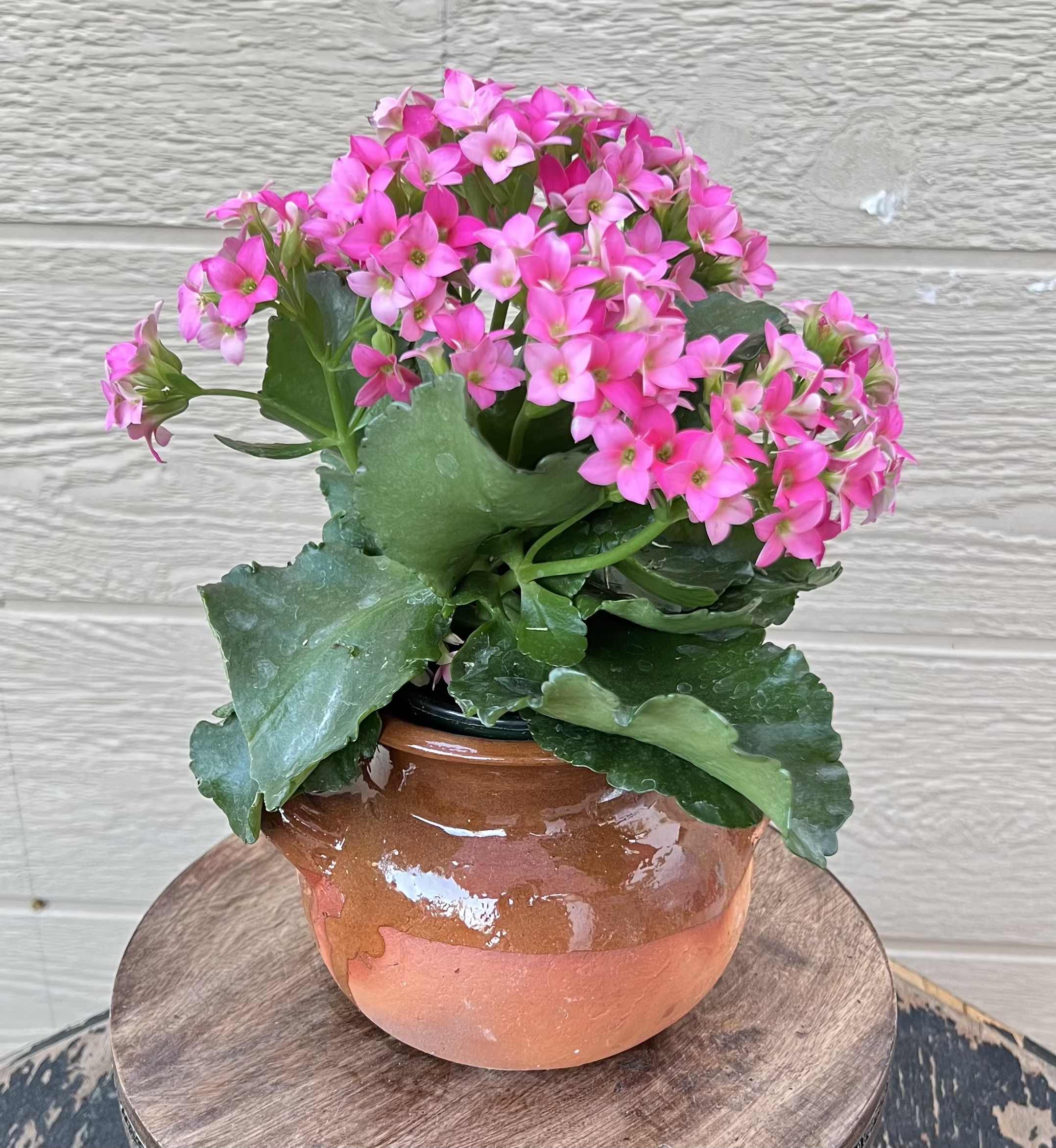 Pink Kalanchoe - Beautiful pink kalanchoe in a mexican jarro de barro. 11in height