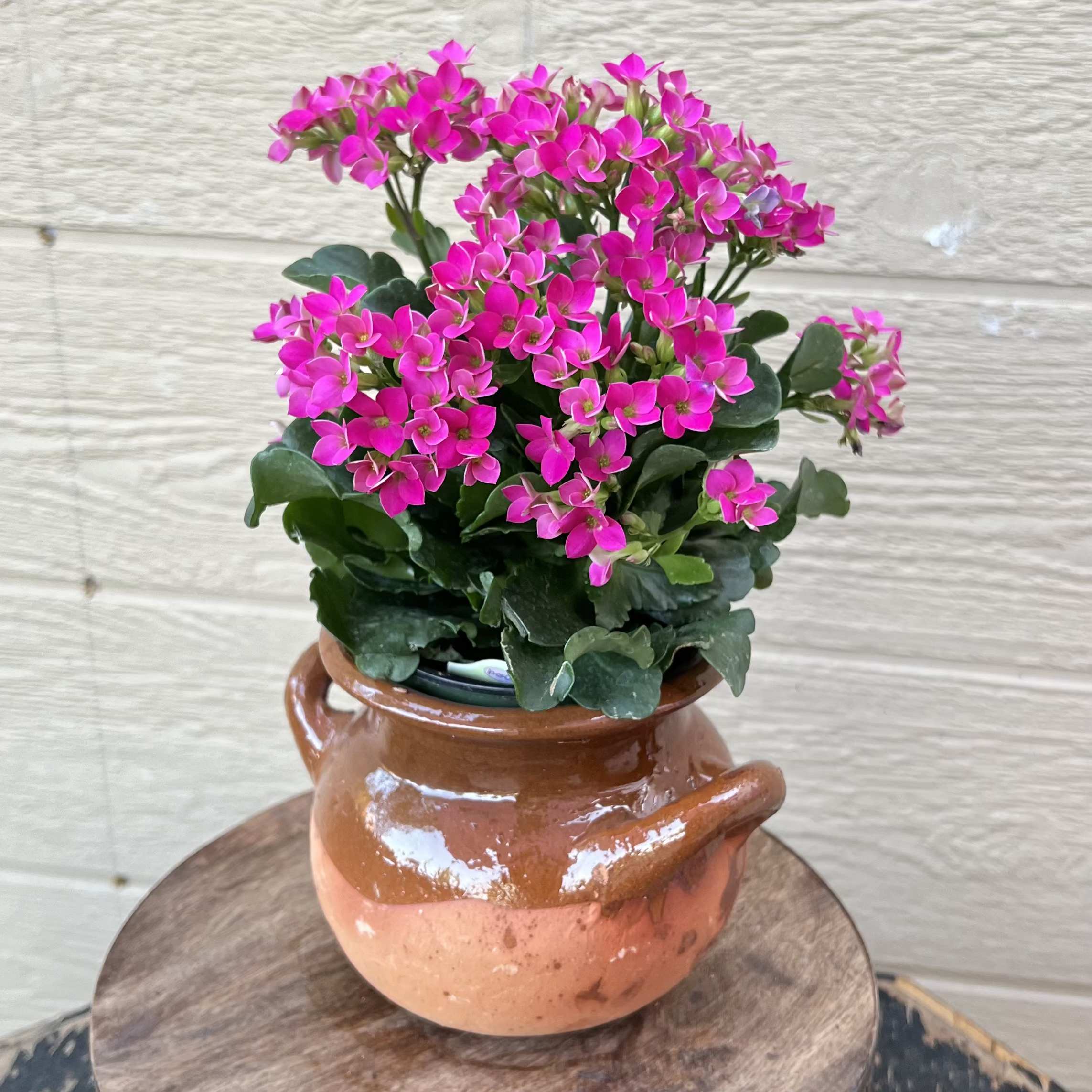 Hot Pink Kalanchoe - Beautiful hot pink kalanchoe in a mexican jarro de barro. 11in height