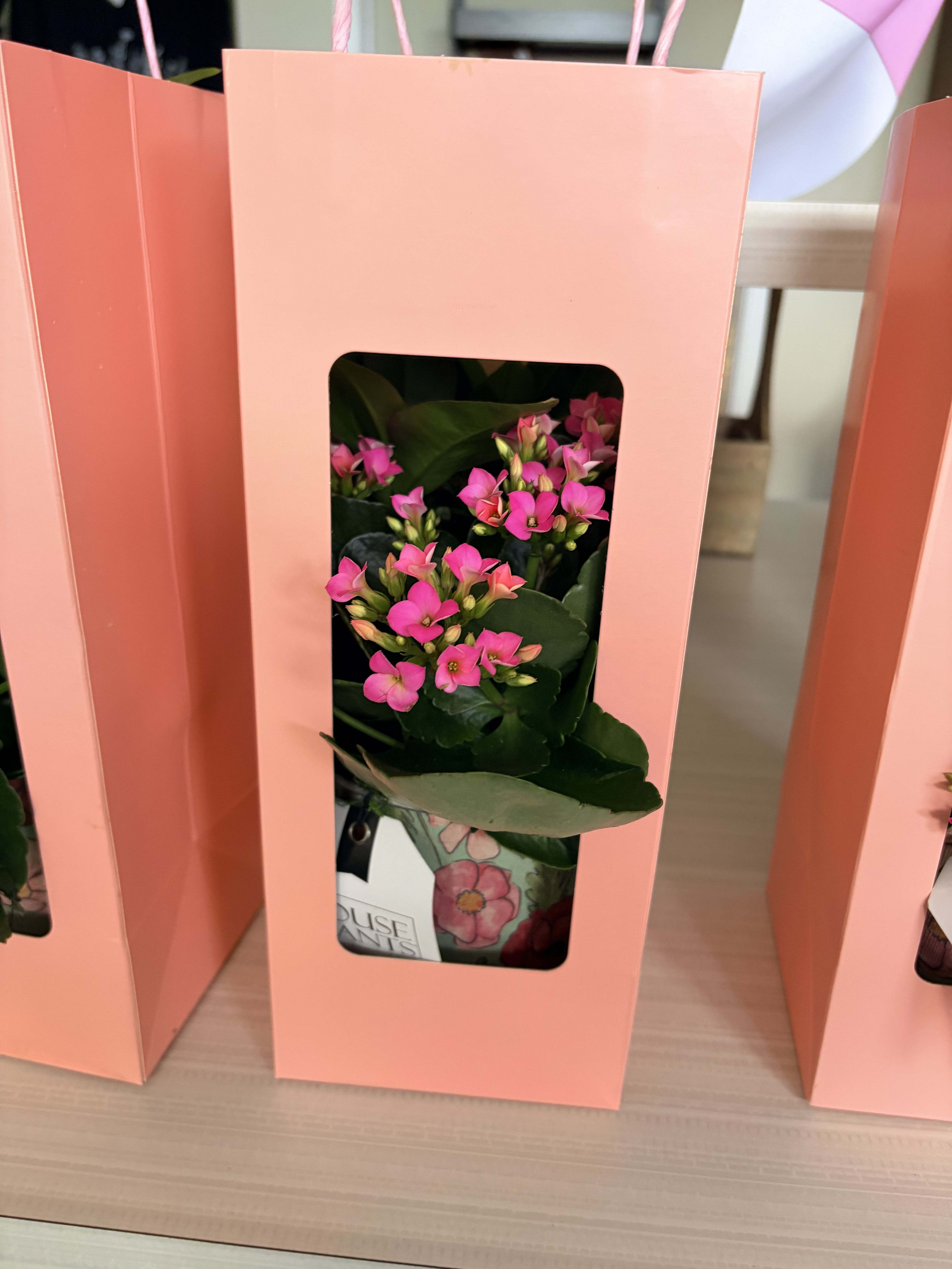 Mother’s Day Planter with Gift Bag - Calling all plant lovers.... these cute planters make the perfect gift. They are also a great added touch for any celebration and come in their own gift bag.