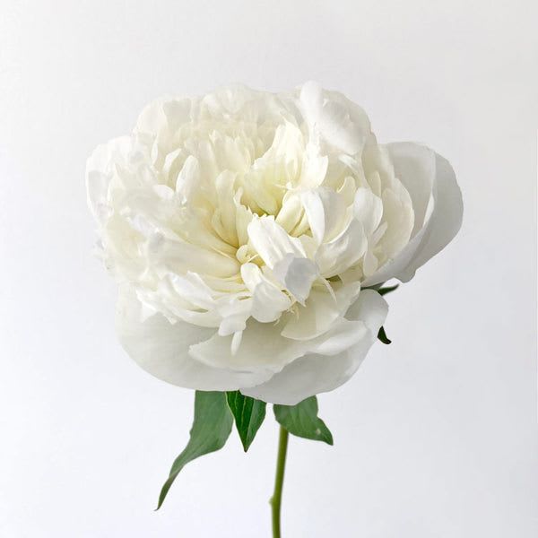 Single white peony bloom with a green stem on a plain background