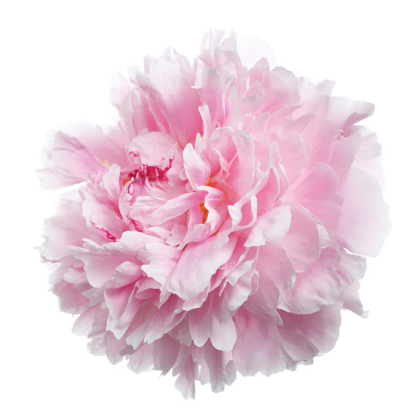 Single pale pink peony bloom on a white background
