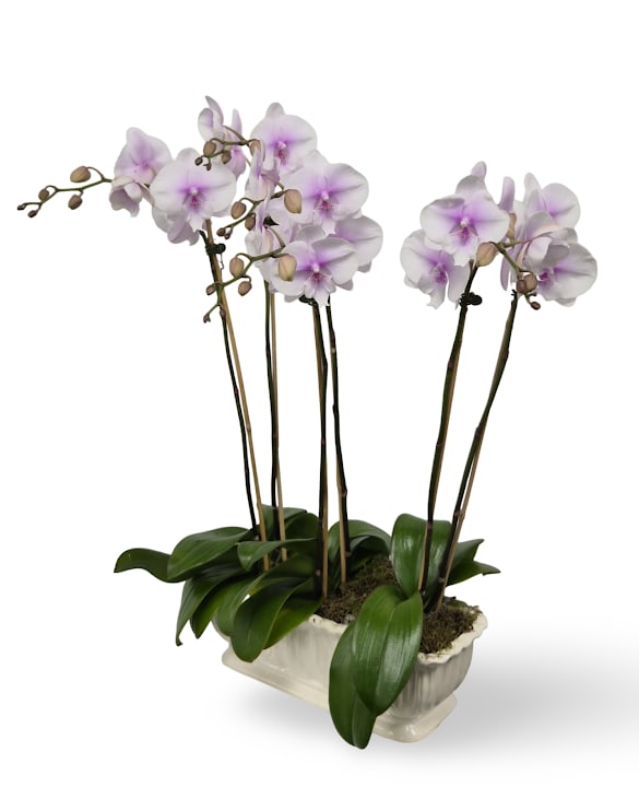 Orchid Elegance Planter - Select this elegant planter of 3 beautiful phalenopsis orchids.