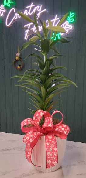 Peaceful Easter Lily - Tall Easter Lily potted in a ceramic dish or basket with a festive spring bow! 