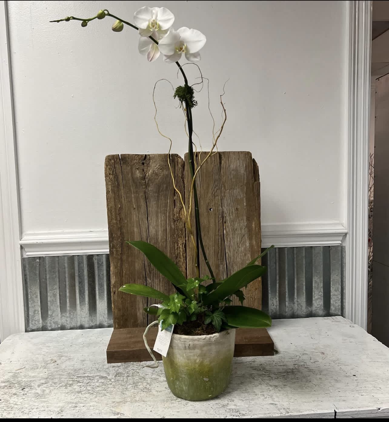 White orchid arrangement in a green ceramic pot with a rustic wood backdrop
