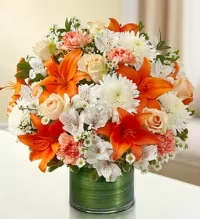 Citrus Grove Bouquet - Bright bursts of orange Asiatic lilies steal the show in this Citrus Grove bouquet, balanced by soft peach roses and creamy white chrysanthemums for a lively birthday bouquet or cheerful get-well arrangement. The rounded dome of flowers reads bright and uplifting at first glance, the orange providing energetic focal points while the peach and white blooms-alstroemeria, carnations and small daisy-like chrysanthemums-soften the look so the person you're thinking of will feel noticed and genuinely cheered.  Flowers are tightly gathered into a low, clear glass cylinder vase that's neatly lined inside with a band of green leaf wrap for a contemporary, polished base. Compact enough for a coffee table, desk, or bedside, this arrangement offers a dense, textural mix of lilies, roses, carnations, alstroemeria and chrysanthemums in orange, peach, white and green tones-an ideal choice for birthdays, thank-you gestures, congratulations, or simply to send warm encouragement.