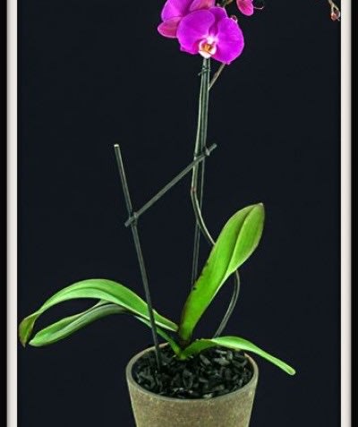 Potted orchid with bright purple blooms in a tan container