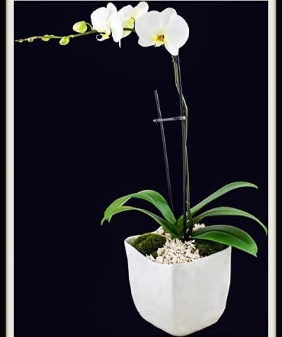White orchid plant in a white pot with a support stake