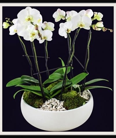 White orchids in a white bowl planter with moss