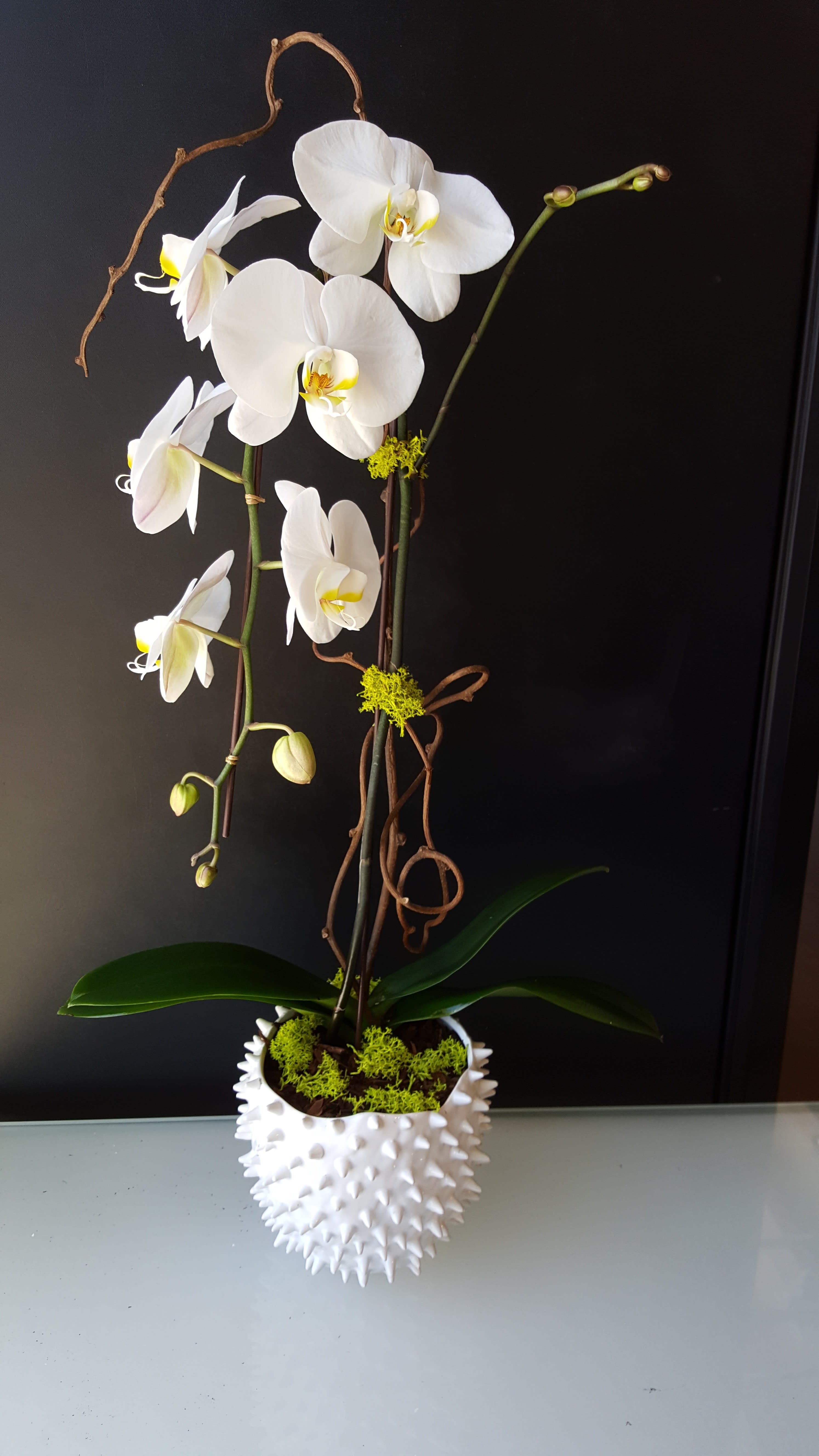 White orchid arrangement in a spiky white pot