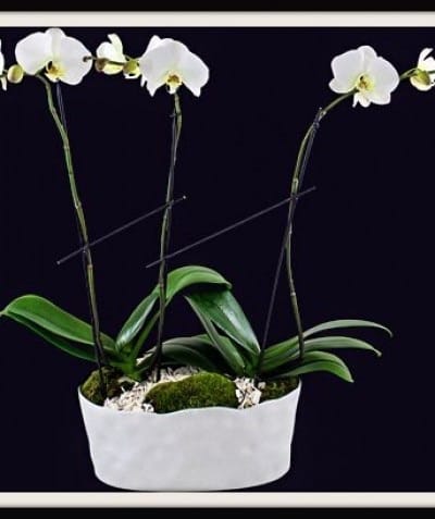 White orchid plant in a white container