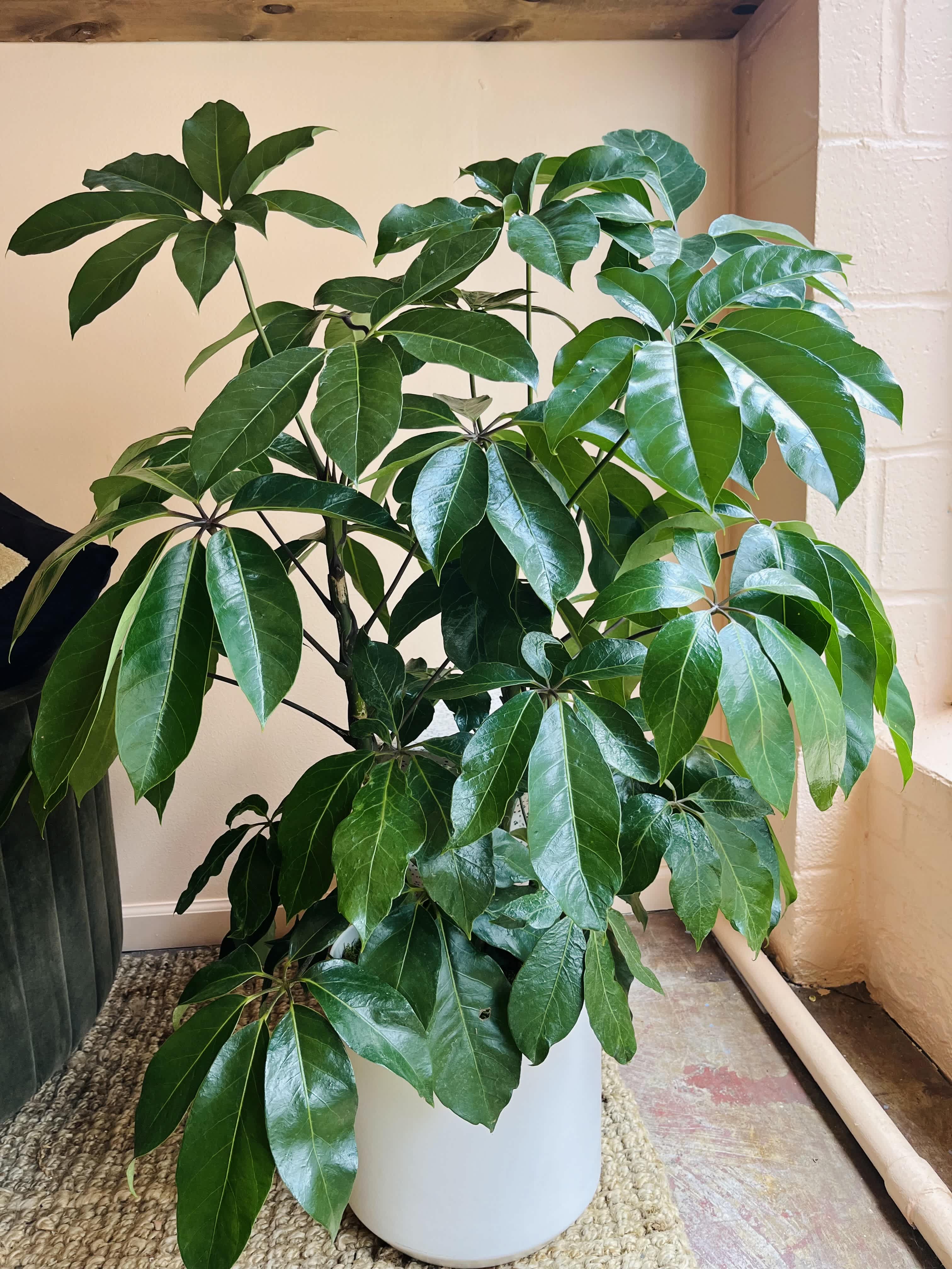 Potted green houseplant with glossy palmate leaves in a white container