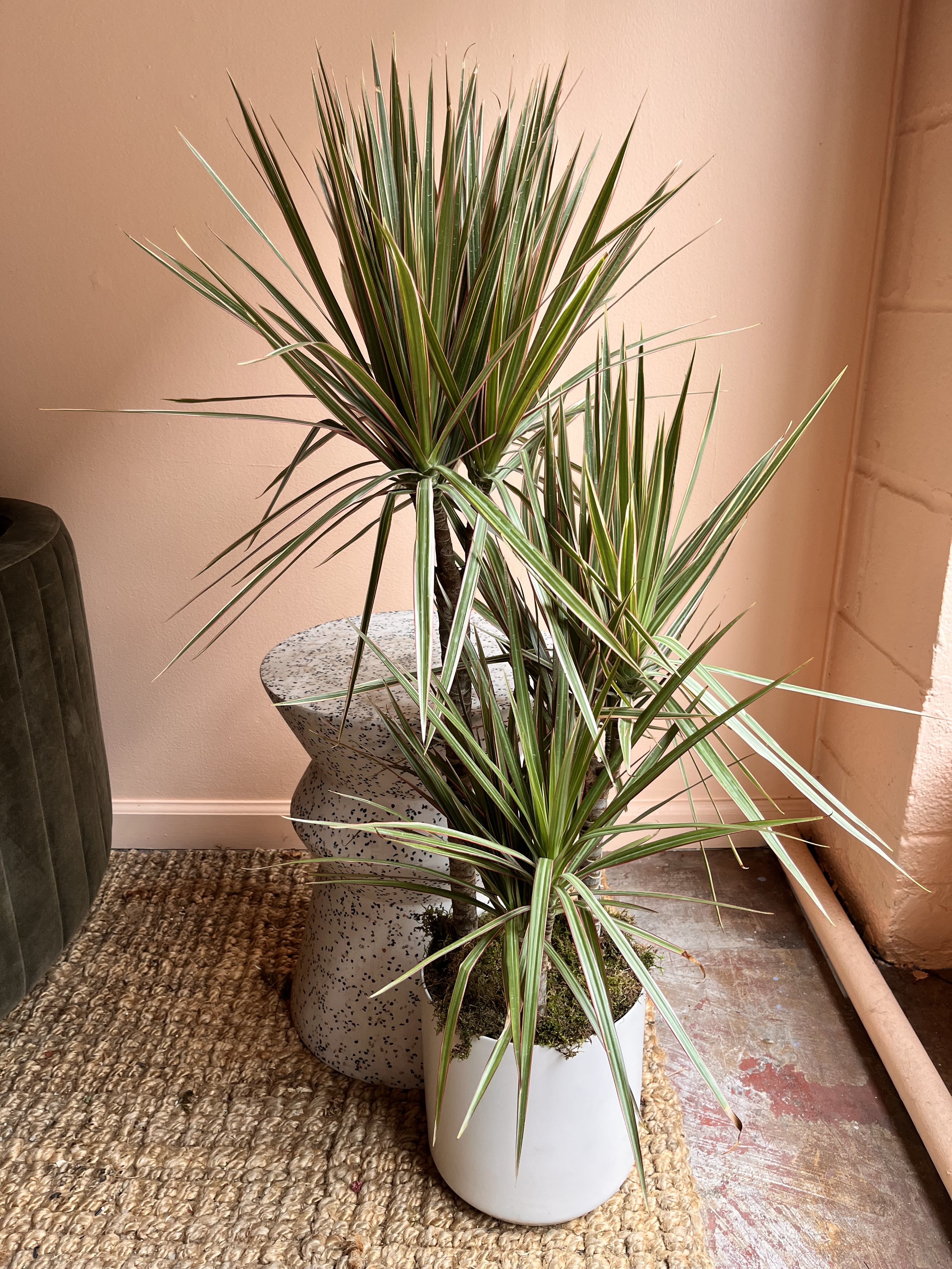 Two potted dracaena plants with long striped leaves