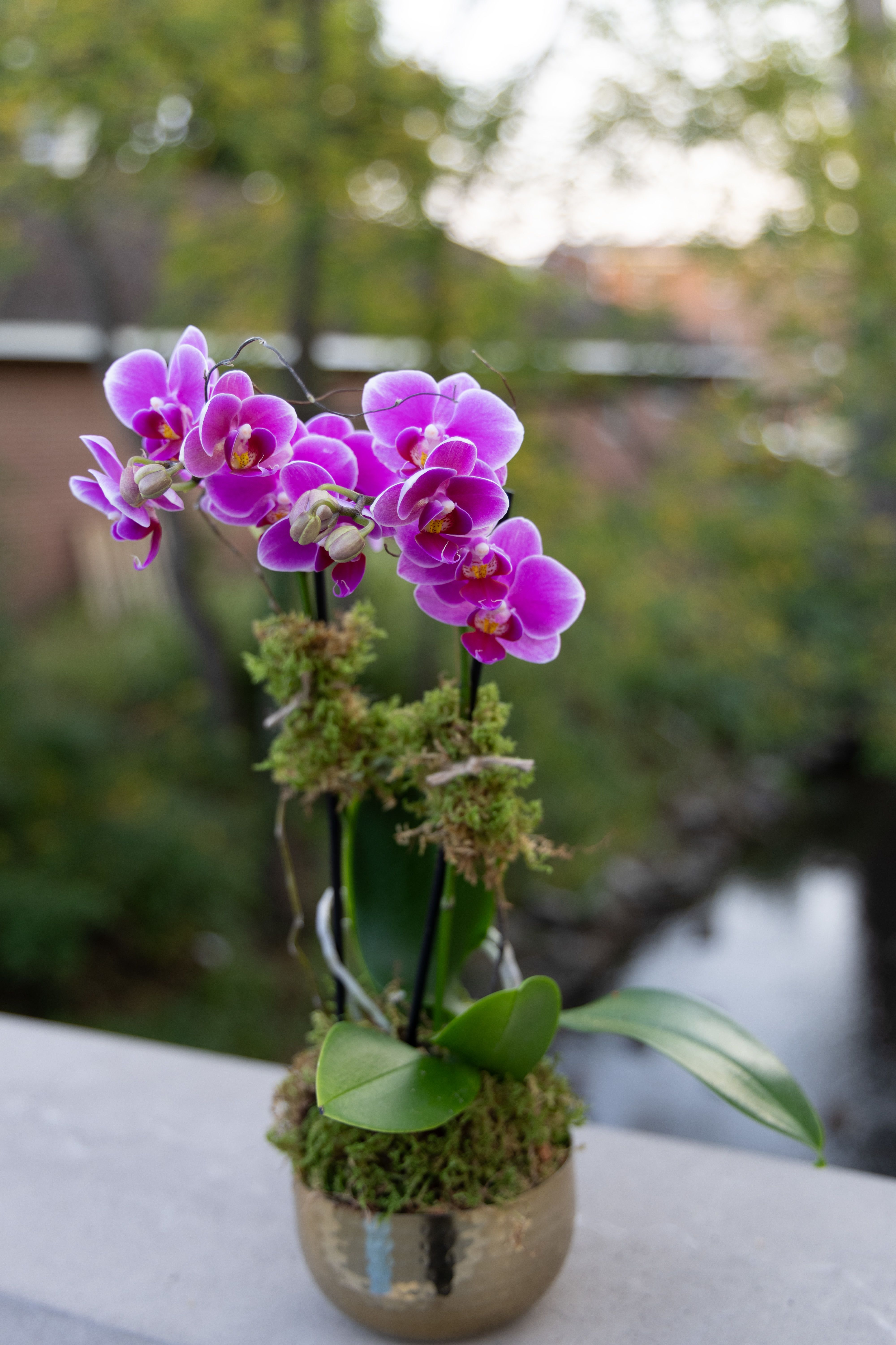 Potted purple orchids in a small metallic container