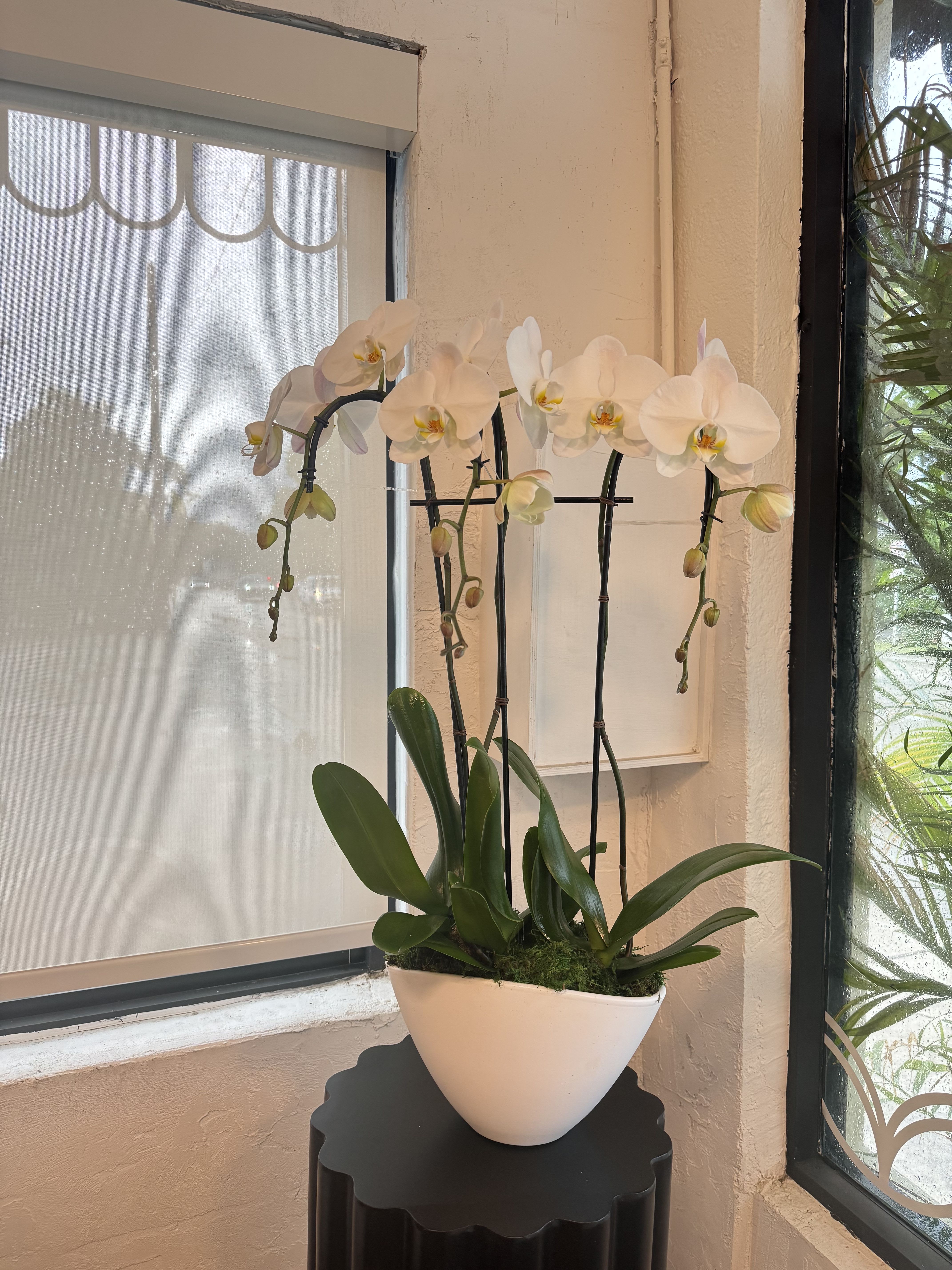 White orchid plant in a white ceramic pot on a small table