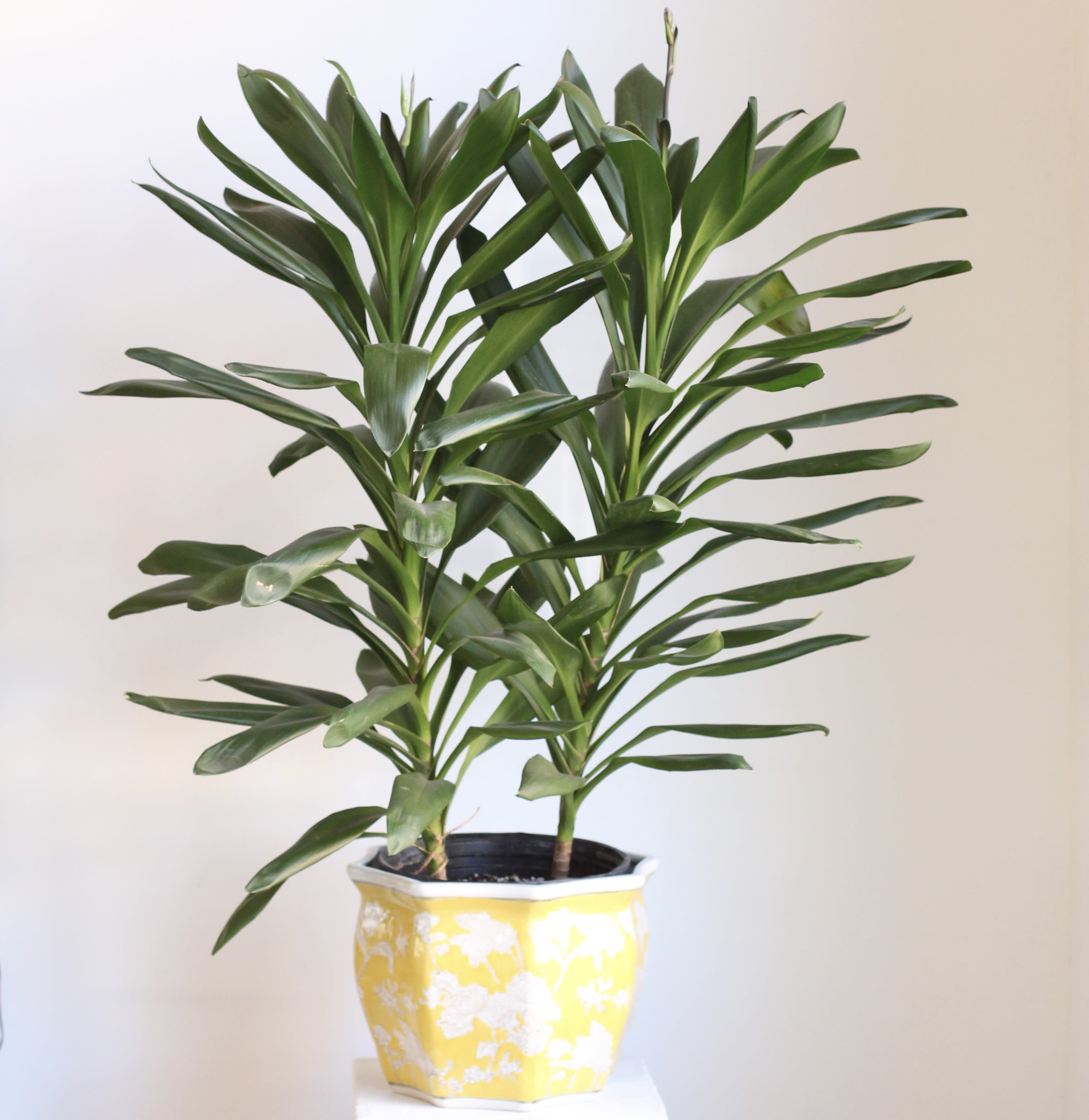 Potted green houseplant with long glossy leaves in a yellow-and-white planter