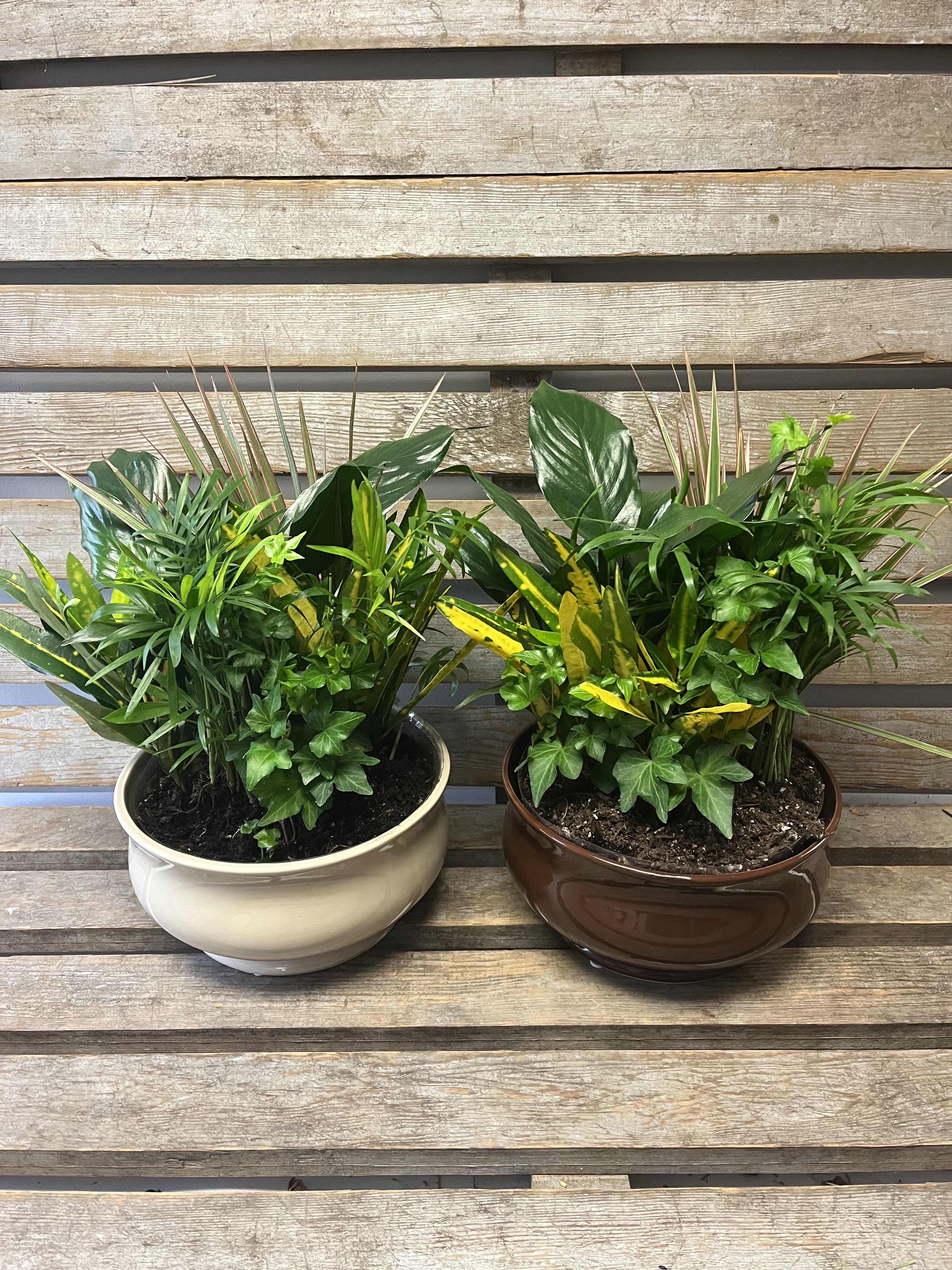 Two mixed green potted plants in ceramic bowls
