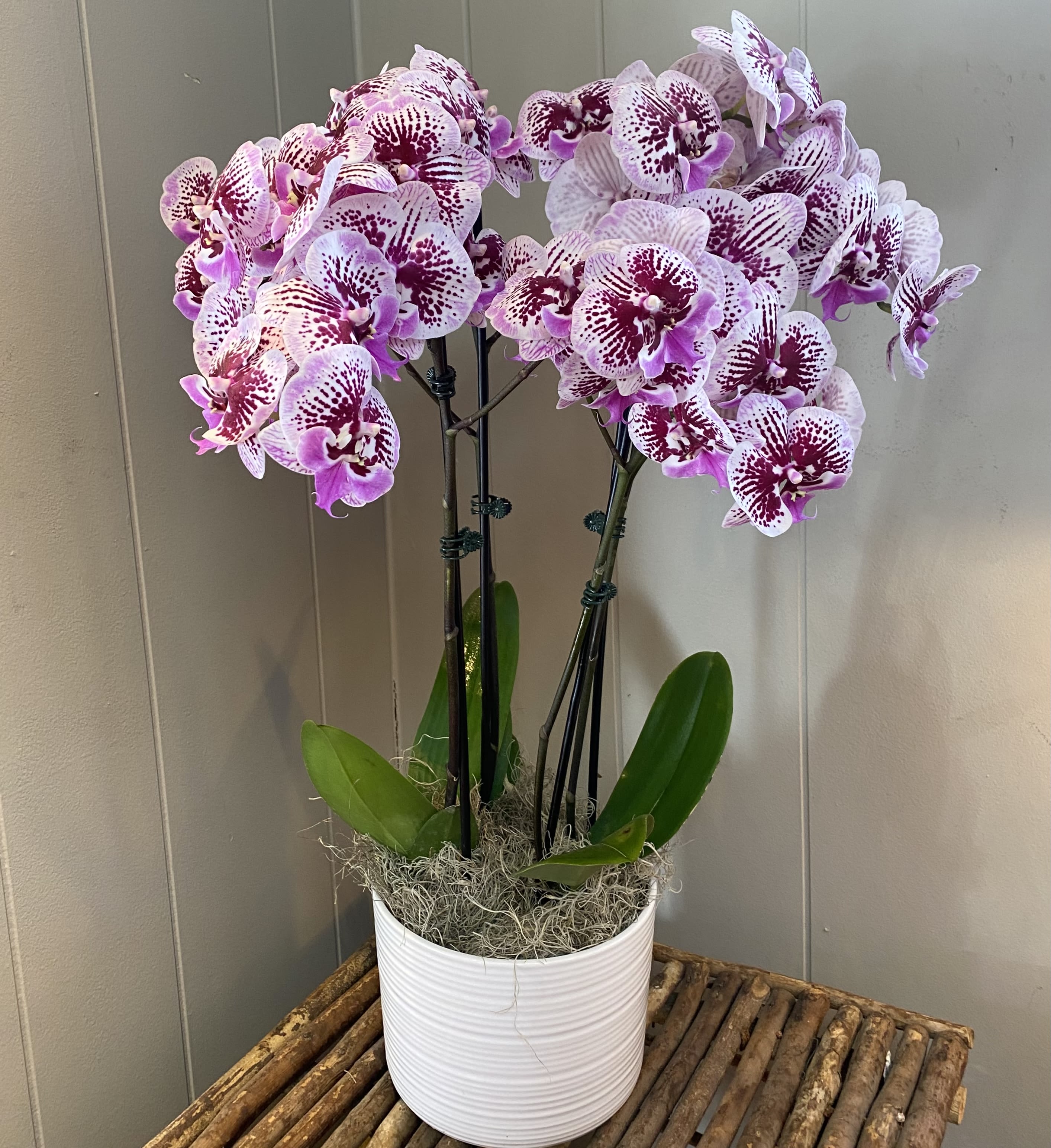 Potted orchid arrangement with pink-speckled blooms in a white container