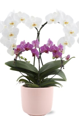 Double Heart Orchids  **LIMITED QUANTITY** - These beautiful orchid plants are a great way to say..."I LOVE YOU!" Long lasting blooms to be enjoyed for a long time. 