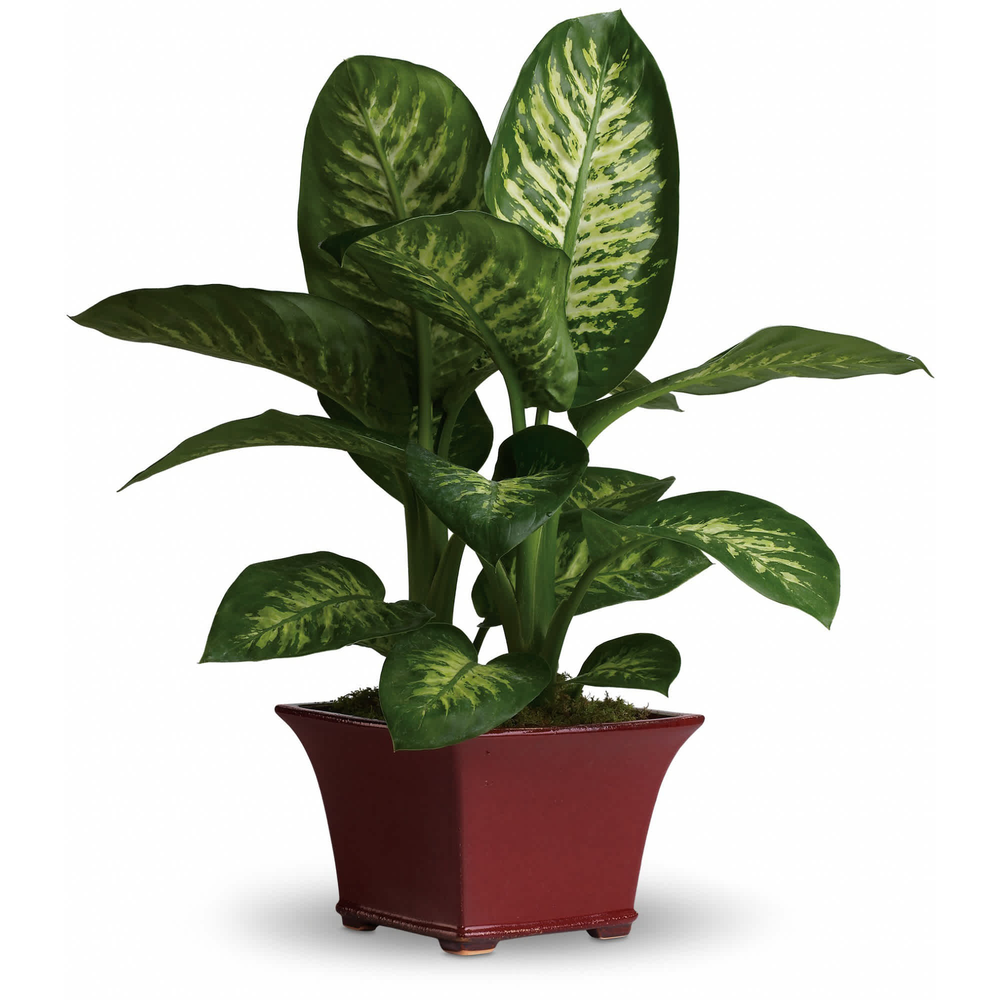 Potted variegated green houseplant in a red planter