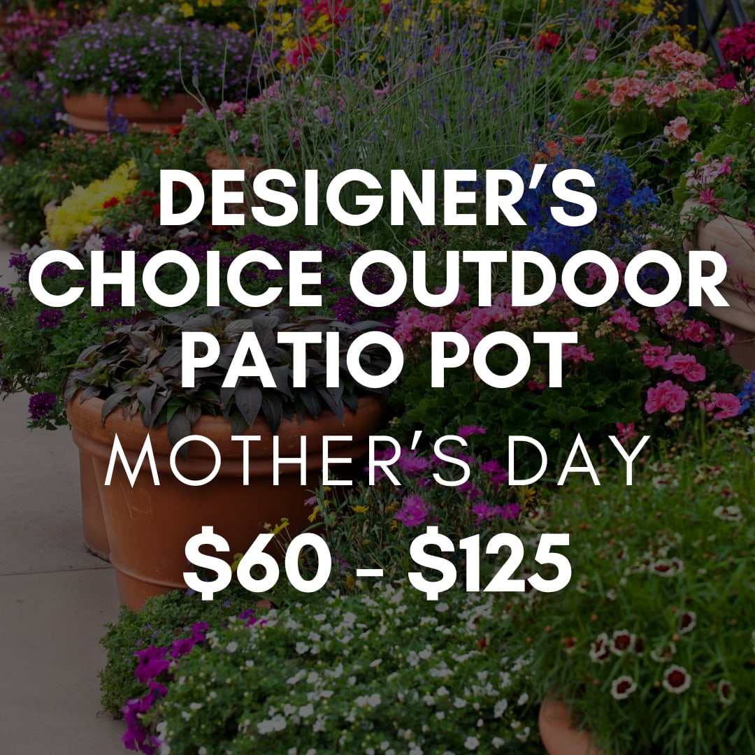 Designer’s Choice Outdoor Patio Pot - Let our designers create something beautiful for Mother’s Day using the freshest flowering plants available today. Each outdoor patio pot is custom designed in Saville’s signature style using a seasonal mix of fresh foliage, flowering plants, and natural textures selected daily from our greenhouse.  Every patio pot is one-of-a-kind and thoughtfully designed to feel fresh, full, and beautiful for the occasion. Flower and plant varieties and overall design will vary based on availability during Mother’s Day week.