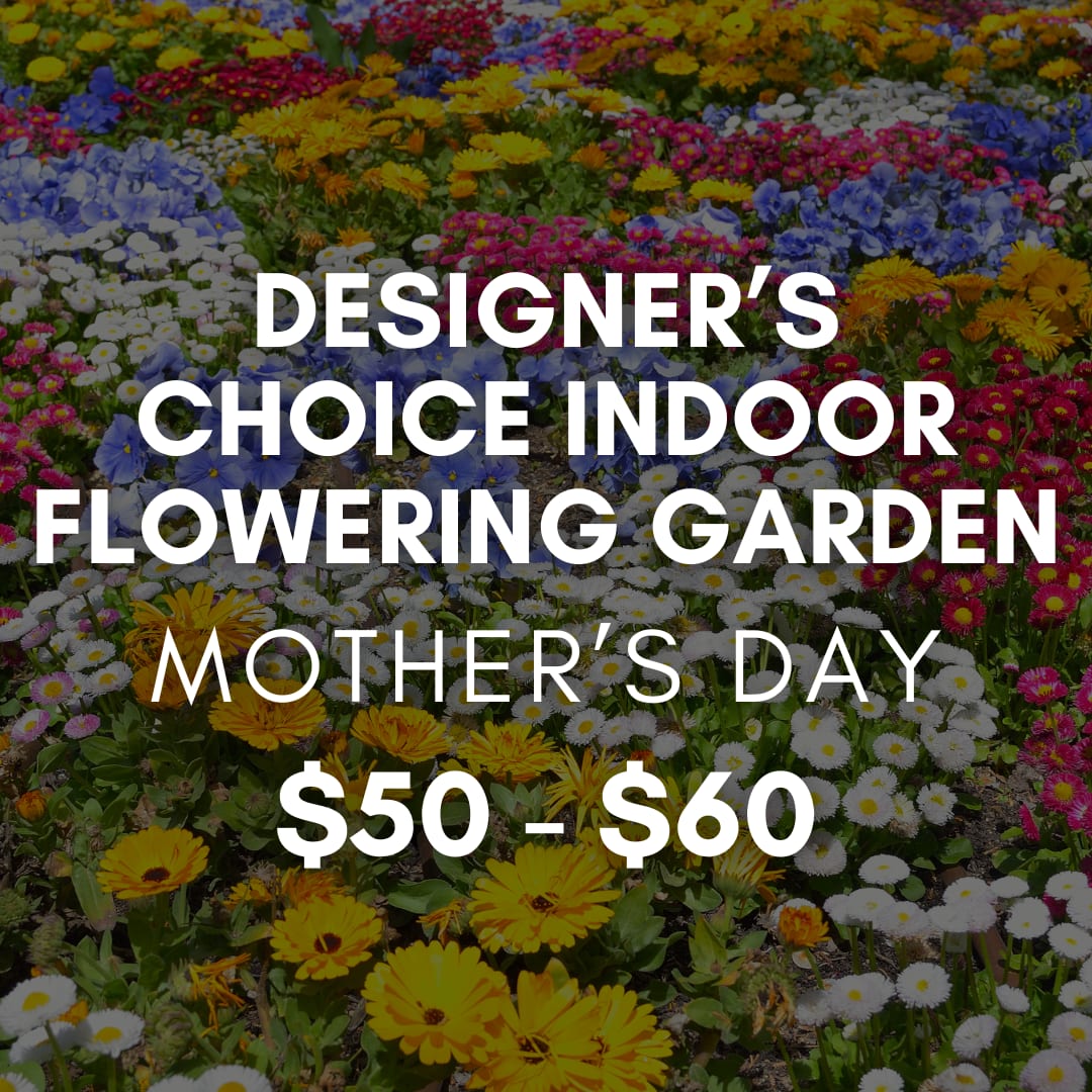 Designer's Choice Indoor Flowering Garden - Let our designers create something beautiful for Mother’s Day using the freshest flowering plants available today. Each indoor flowering garden is custom designed in Saville’s signature style using a seasonal mix of fresh blooming plants, foliage, and natural textures selected daily from our greenhouse.  Every garden is one-of-a-kind and thoughtfully designed to feel fresh, full, and beautiful for the occasion. Flowering plant varieties and overall design will vary based on availability during Mother’s Day week.