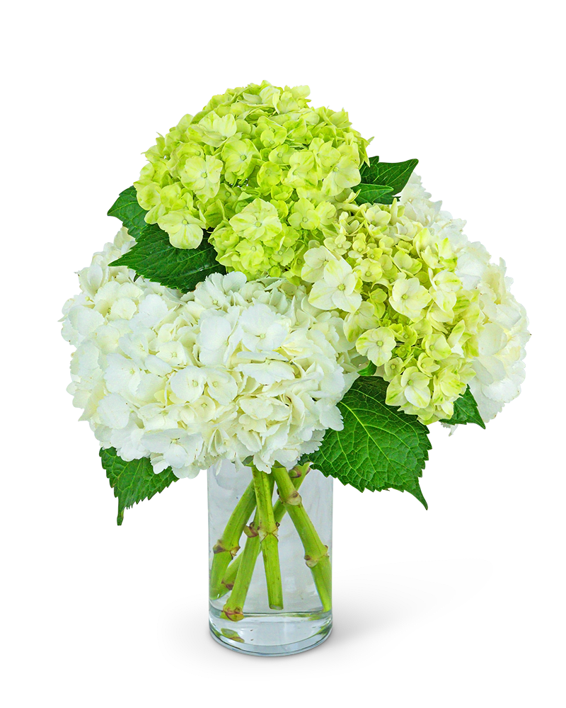White and lime hydrangeas in a clear glass vase