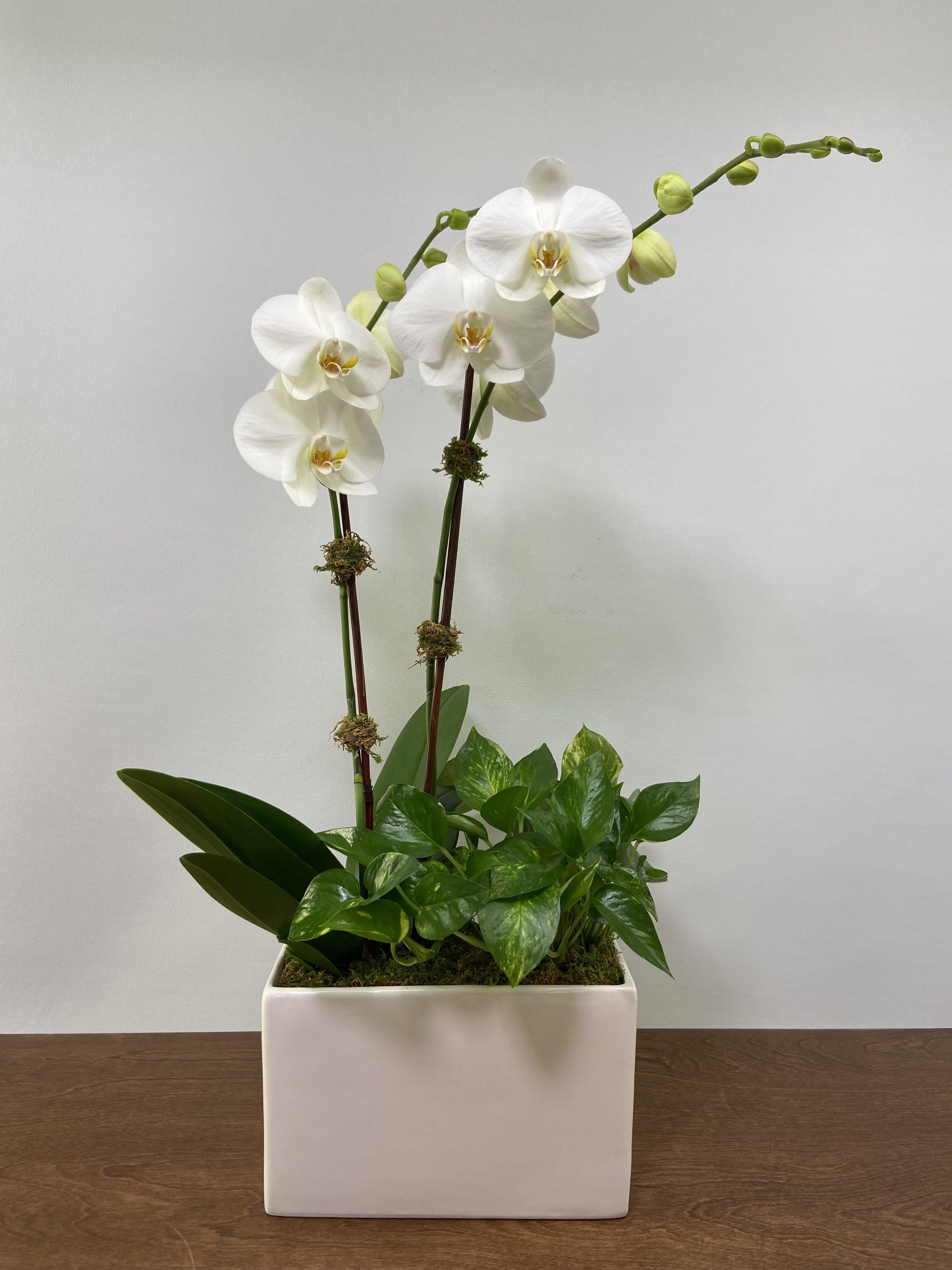 White orchids arranged in a rectangular white planter with green foliage