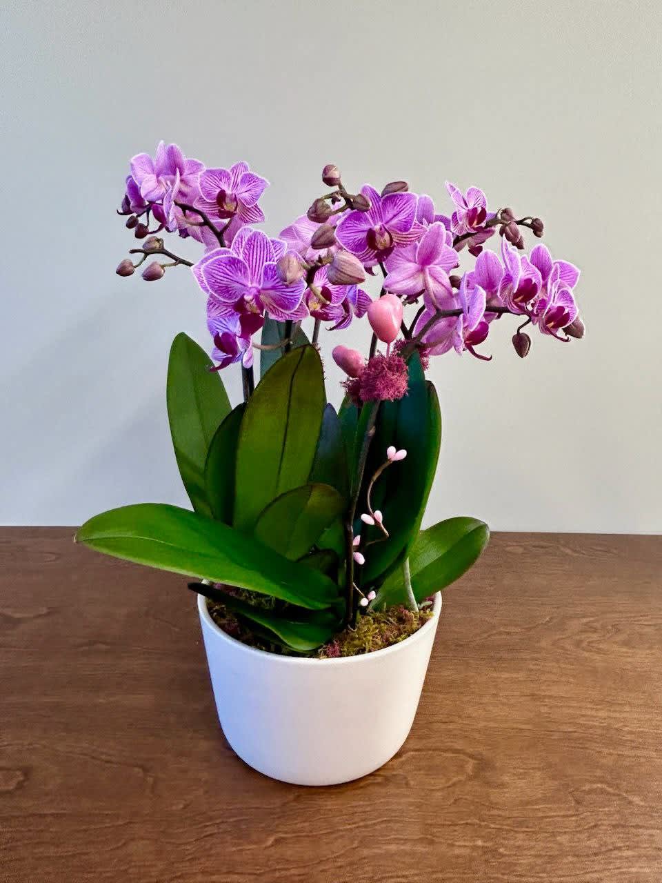 Pink-purple orchids in a white pot on a wooden table