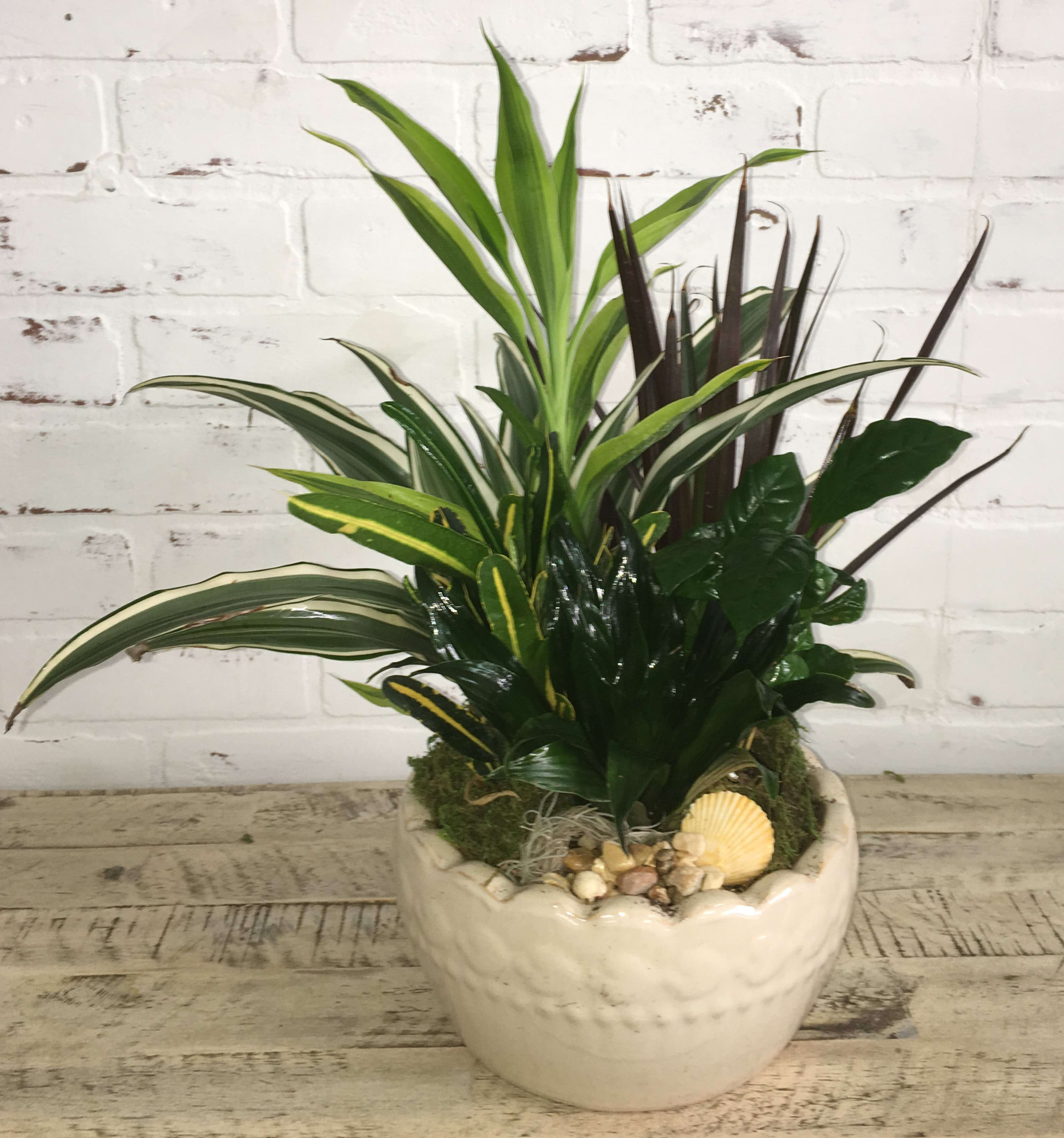 Mixed potted foliage arrangement in a white ceramic planter with shells and stones