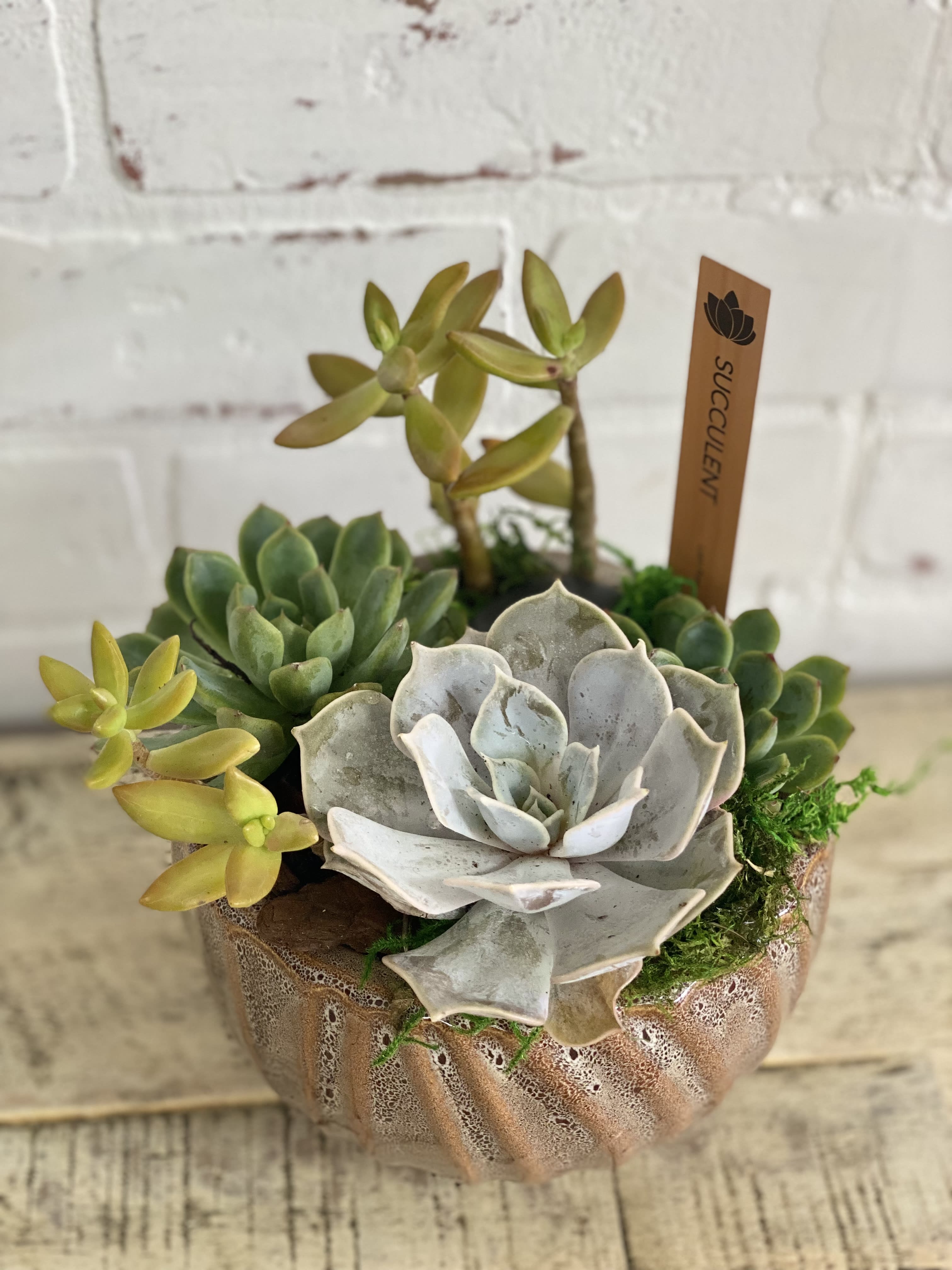 Potted succulent arrangement in a textured ceramic container