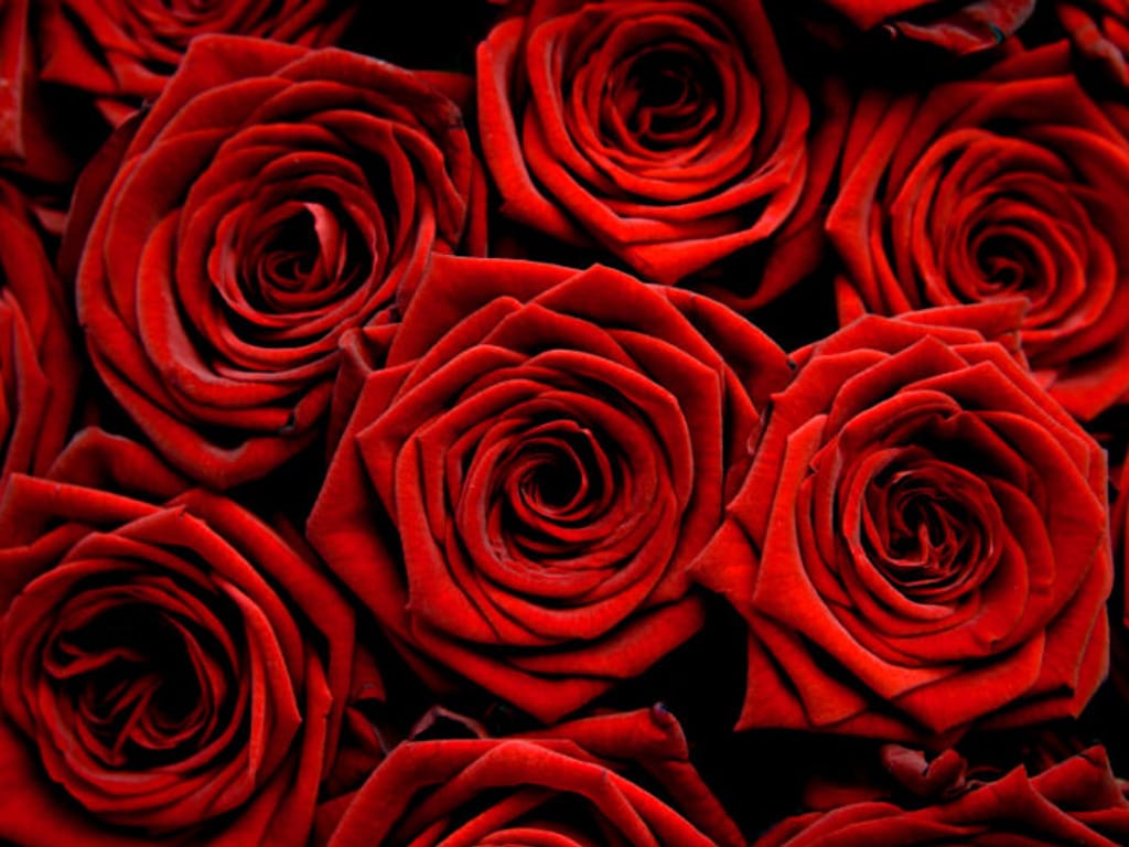 Close-up of red roses filling the frame