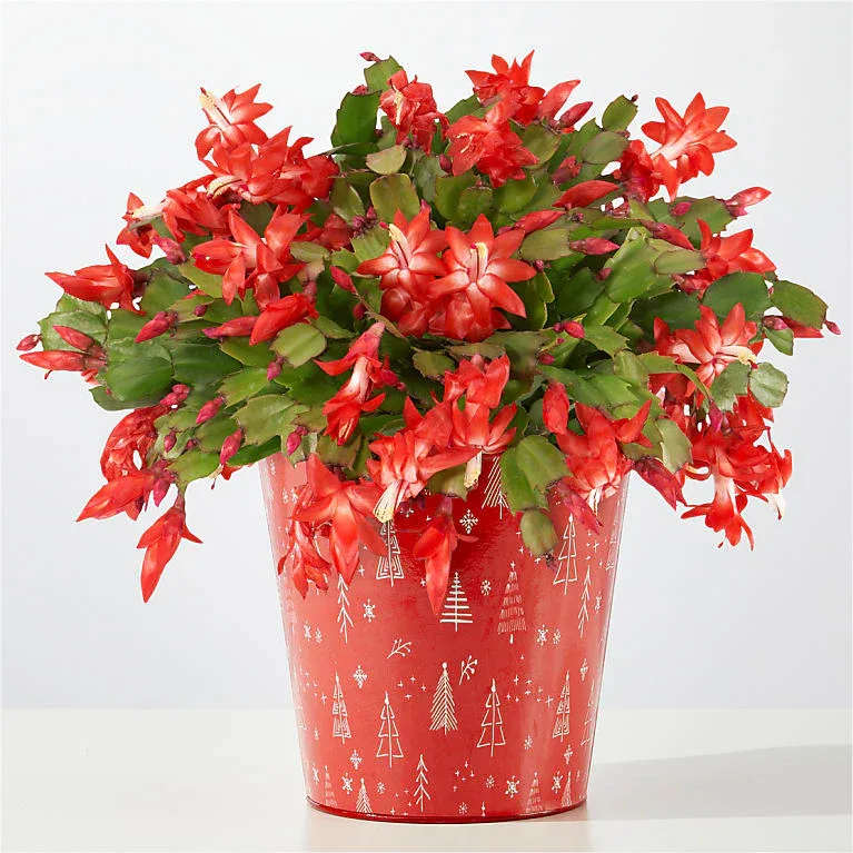 Blooming Christmas Cactus flower -  Pet Friendly? Yes According to the ASPCA, the Christmas Cactus is non-toxic to both dogs and cats. However, ingesting the fibrous plant material can still cause mild stomach upset or vomiting in household pets.  Keep out of reach of curious cats to prevent them from knocking the pot over.    Human Allergy Note : No major allergy-triggering flowers noted.  These are low-pollen plants and are generally safe for sensitive households.   Care &amp; Longevity : To keep your Christmas Cactus blooming, place it in bright, indirect light and avoid drafty areas or heating vents. Water only when the top inch of soil feels dry to the touch; do not allow the pot to sit in standing water. Once the blooms fade, remove them to encourage the plant to focus energy on its green segments.    Best Occasions &amp; Situations : - Holiday gift for plant lovers - Housewarming present - Get well comfort gift - Thinking of you gesture - Host/hostess thank you - Gift for grandparents - Winter decor accent   Why Customers Love It : - Long-lasting seasonal color vs. cut flowers - Low maintenance and easy to care for - Pet friendly for most household pets - Gift-ready in a decorative pot - Reblooms yearly with proper care - Versatile for home or office