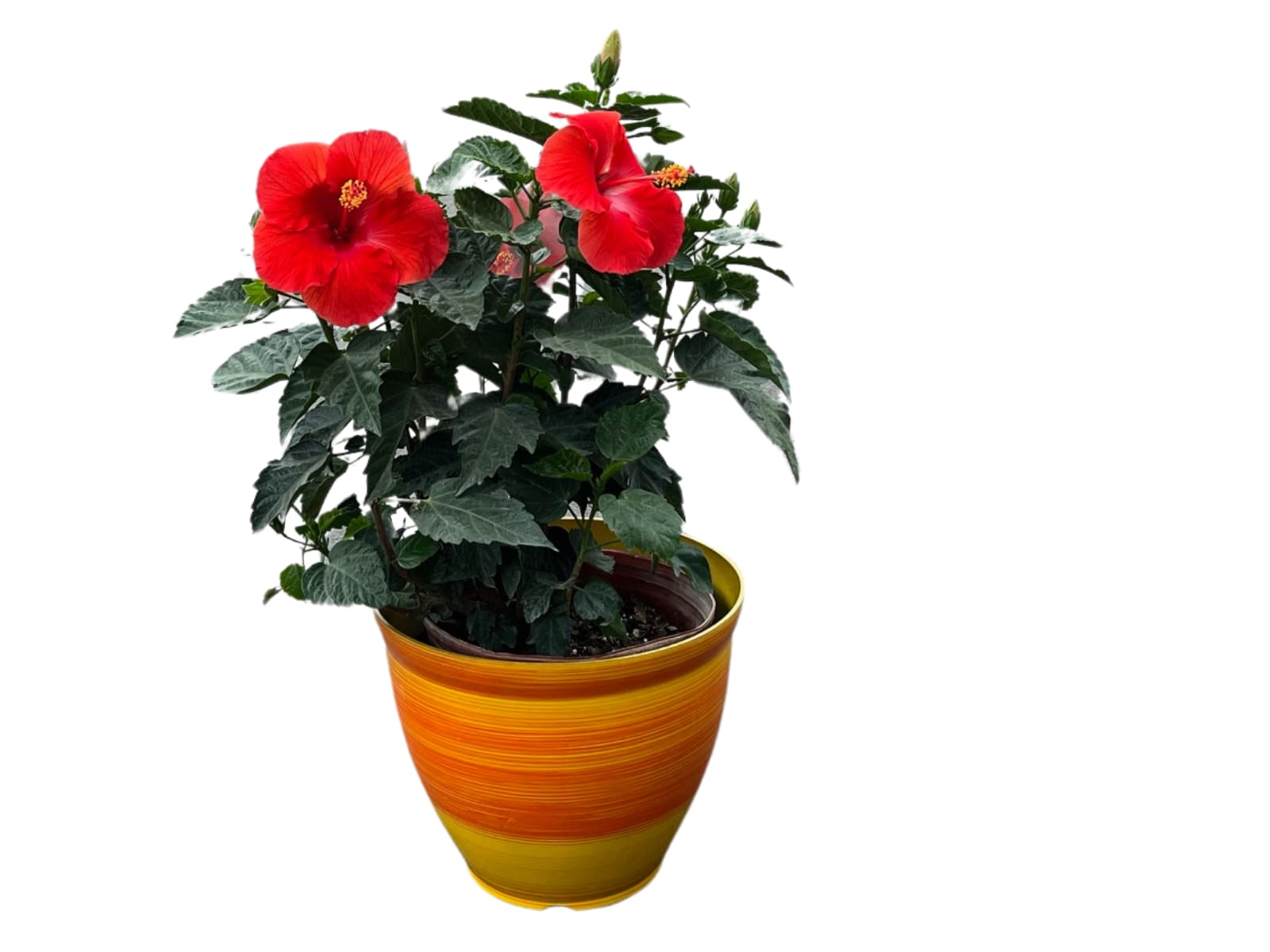 Potted tropical plant with bright red flowers in an orange and yellow striped ceramic pot