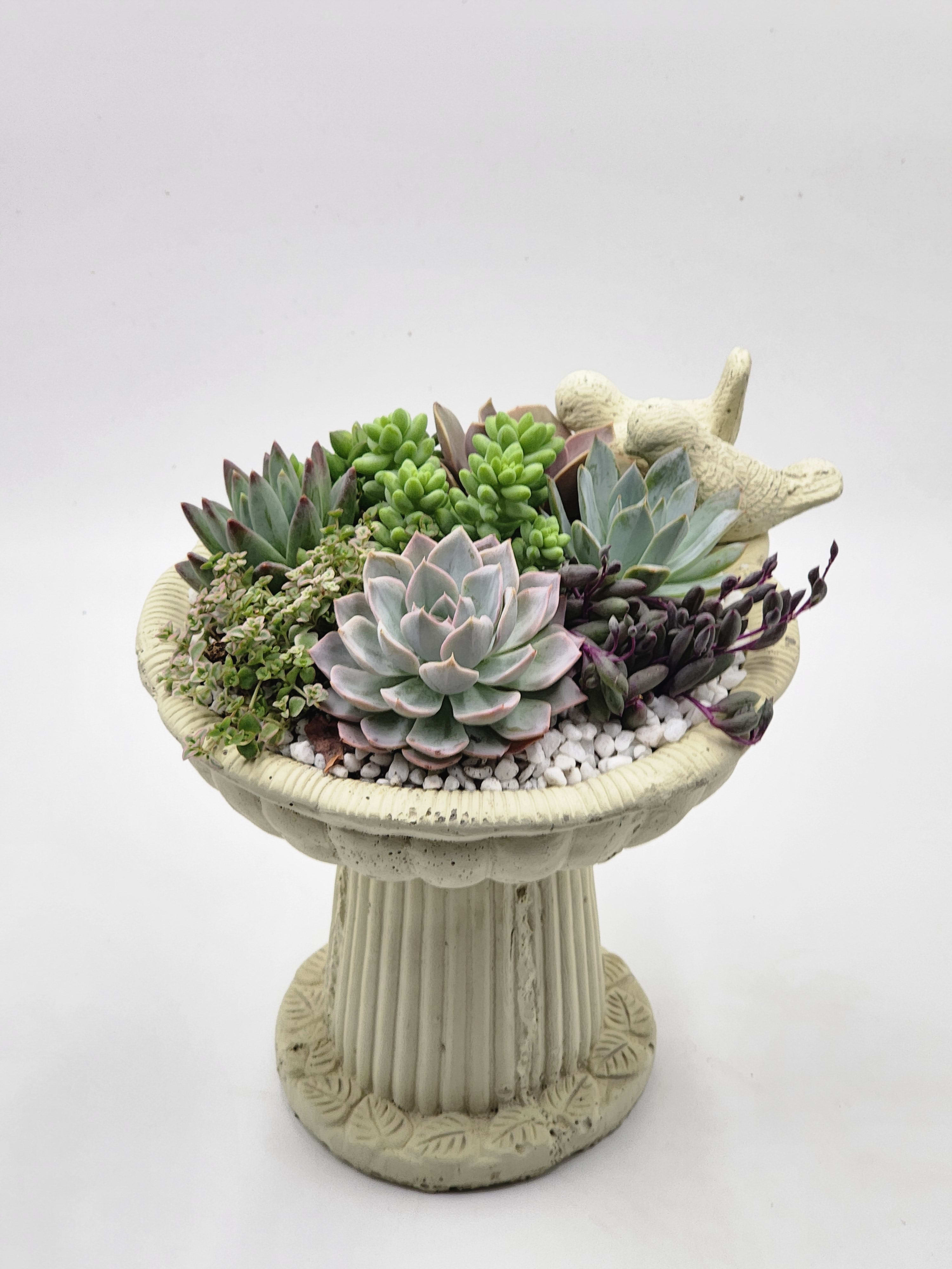 Bird Bath Succulent Planter - An adorable cement birdbath filled with succulents.   Roughly 10x11"