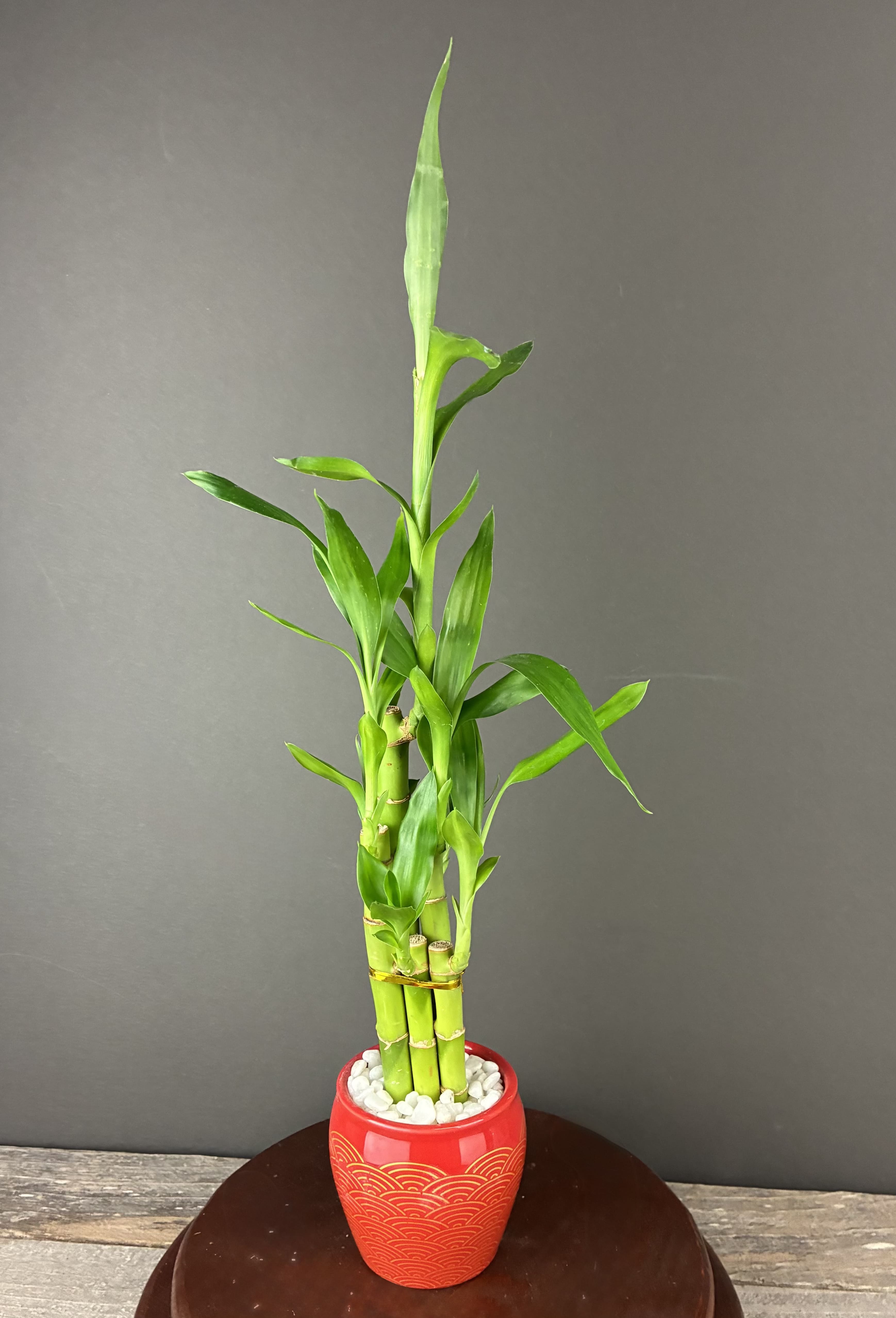 Potted lucky bamboo plant in a red decorative pot with white stones