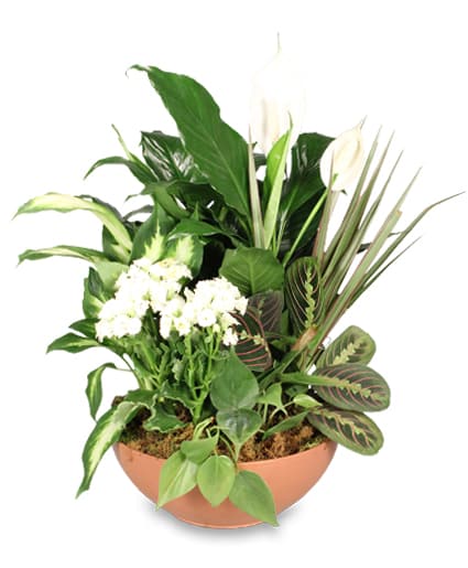 Blooming Garden - This dish garden of assorted green plants and a white kalanchoe plant will bring life into any home or office space!
