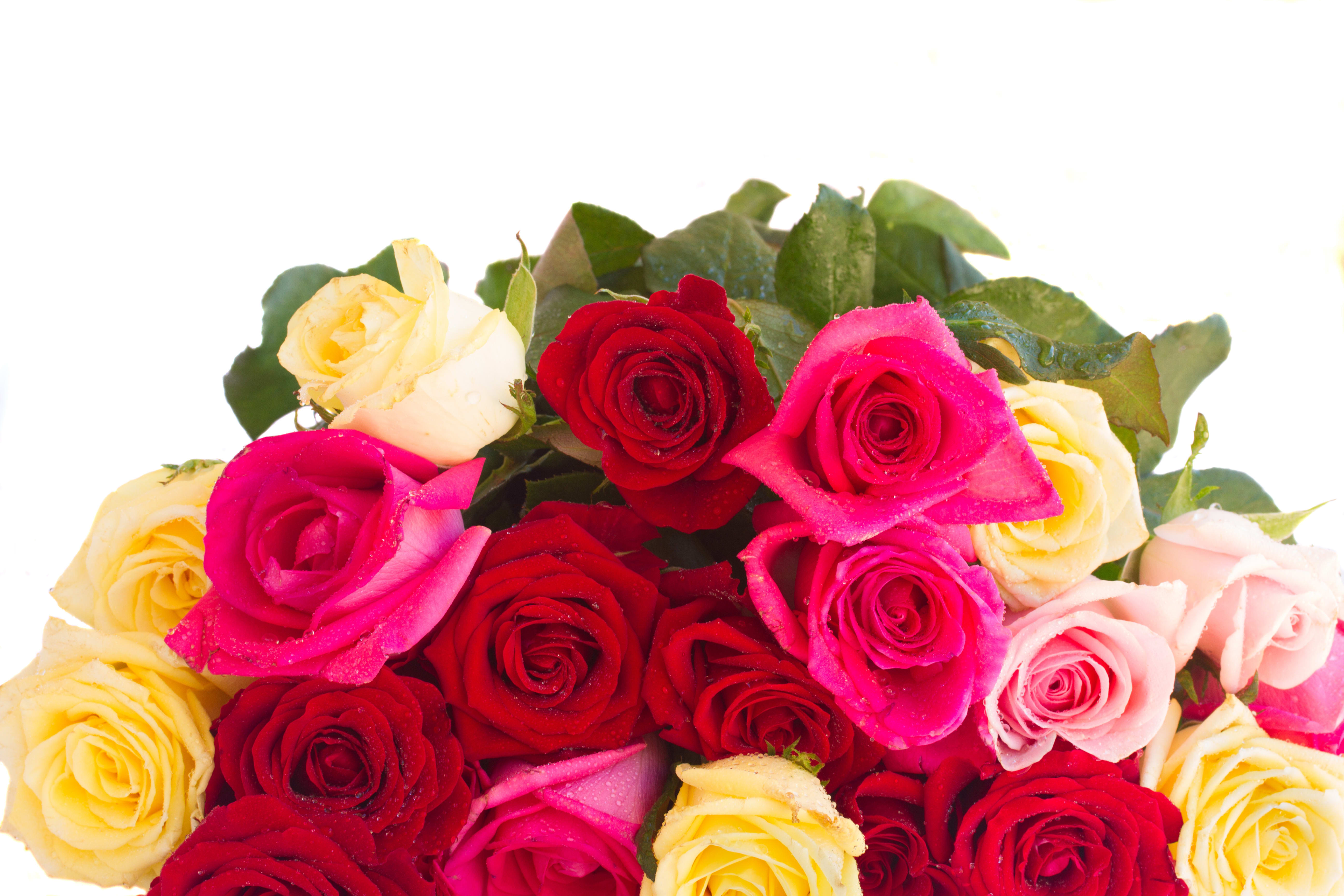 24 Wrapped Mixed Roses - What an impression you will make by sending 24 of our mixed color roses which are wrapped in kraft paper and tied with twine! This Bouquet does not include a vase.