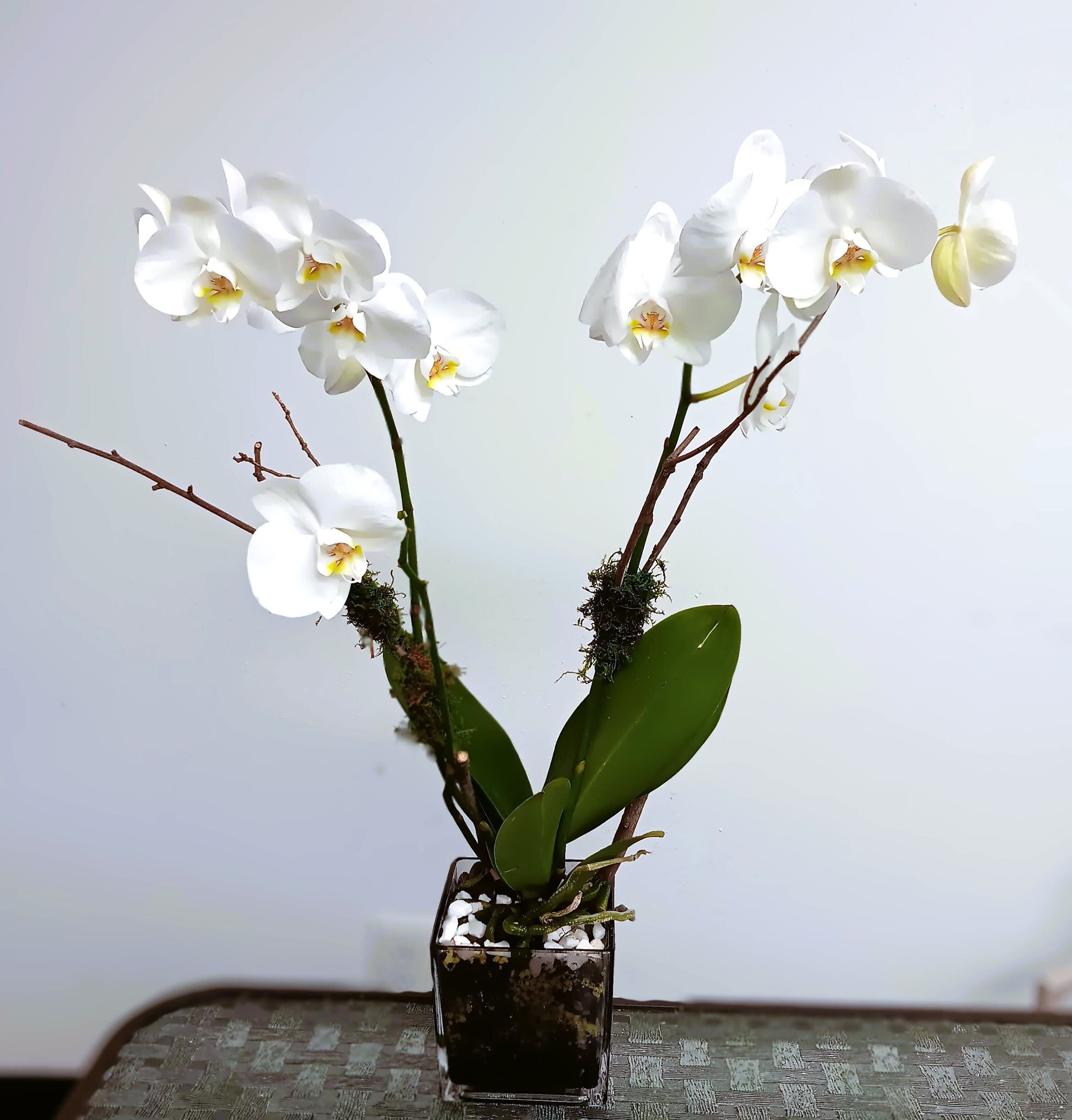 White orchid plant in a square glass vase