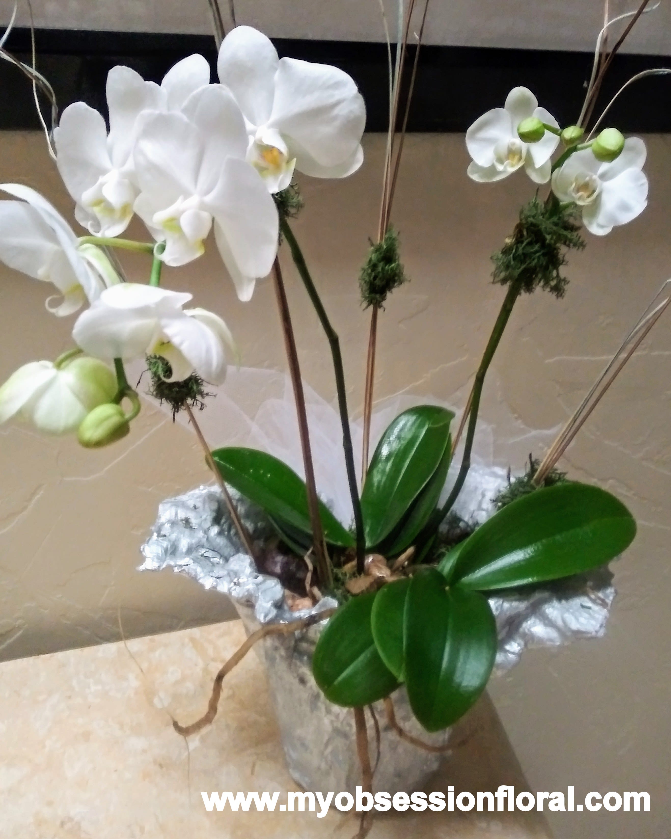 White orchid plant in a wrapped pot with glossy green leaves