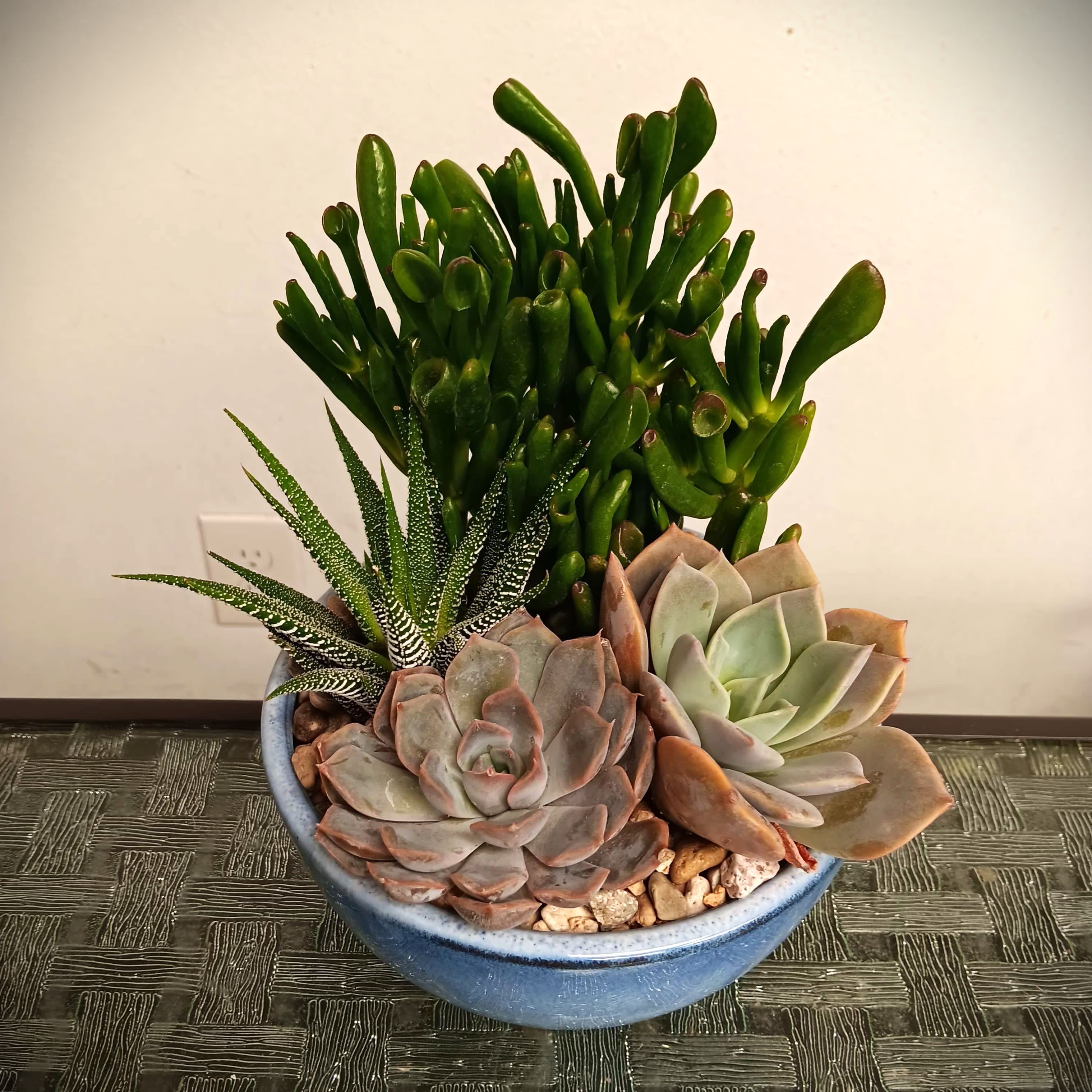 Potted succulent arrangement with rosette succulents and jade plants in a blue bowl