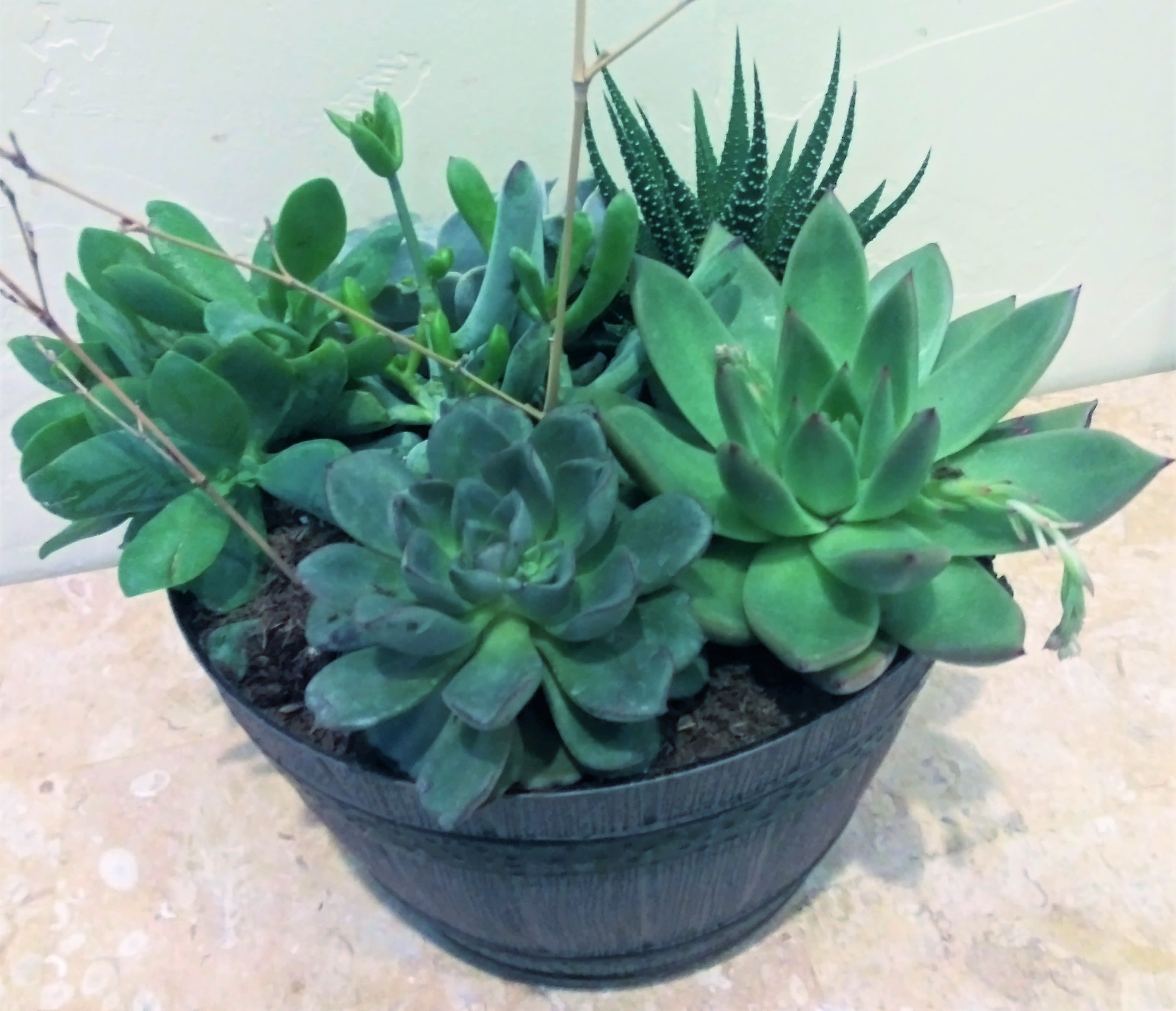 Potted succulent arrangement in a black container