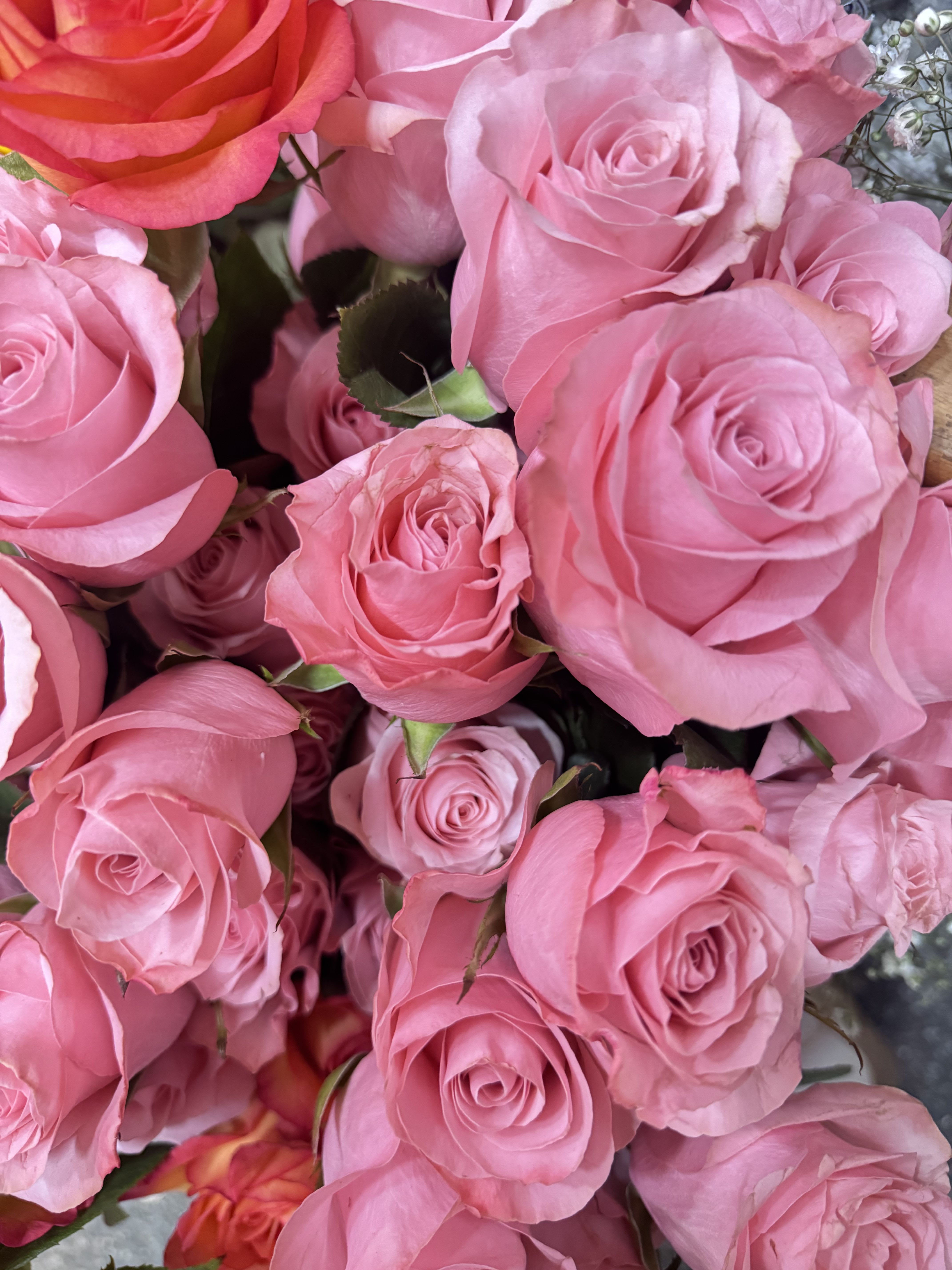 Pink Roses Bouquet  - Soft pink roses piled in a lush, tightly packed bouquet create an instant feeling of warmth and affection-ideal as an anniversary roses arrangement or a romantic birthday bouquet. A single vivid coral-red rose near the top adds a surprising pop of color, making the person you're thinking of feel truly seen; this palette also reads beautifully for Mother's Day, Valentine's Day, or a "just because" surprise.  The bouquet features layers of soft pink blooms with delicate layered petals and small bits of filler at the edges for texture and fullness, presented in a classic, feminine style that suits weddings, graduations, get-well wishes, or housewarmings. Its compact, hand-tied shape makes it easy to place in a standard vase; care is simple-fresh water, a clean vase, and regular trimming of stems will keep the roses looking their best for days.