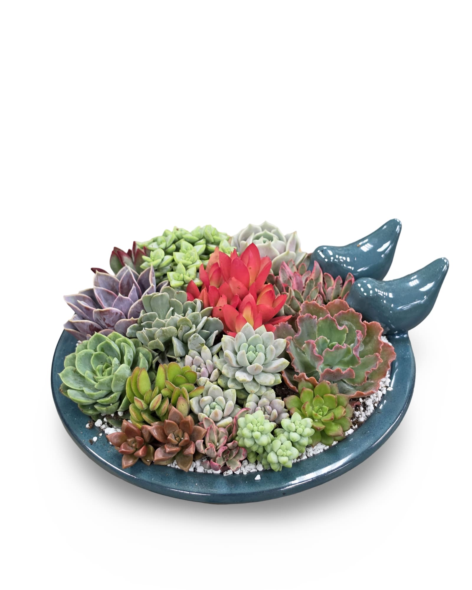Colored Bird Bath Succulent Planter - A whimsical bird-shaped ceramic dish filled with a variety of succulents makes a cheerful gift for Mother's Day, a housewarming, or a simple "thank you" or "just because" moment. The shallow bird-bath container comes in blue (with other color options available) and pairs playful design with compact greenery to brighten a desk, windowsill, or bedside table.  Dense rosette and clustered succulents in green, lavender, pink, purple and muted gray tones sit atop white decorative gravel, creating layered texture and a contemporary look. Low-maintenance and long-lasting, this petite arrangement is the kind of small surprise that makes someone feel noticed-easy to place, easy to enjoy.