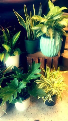 Assorted potted houseplants in white, green, and blue containers