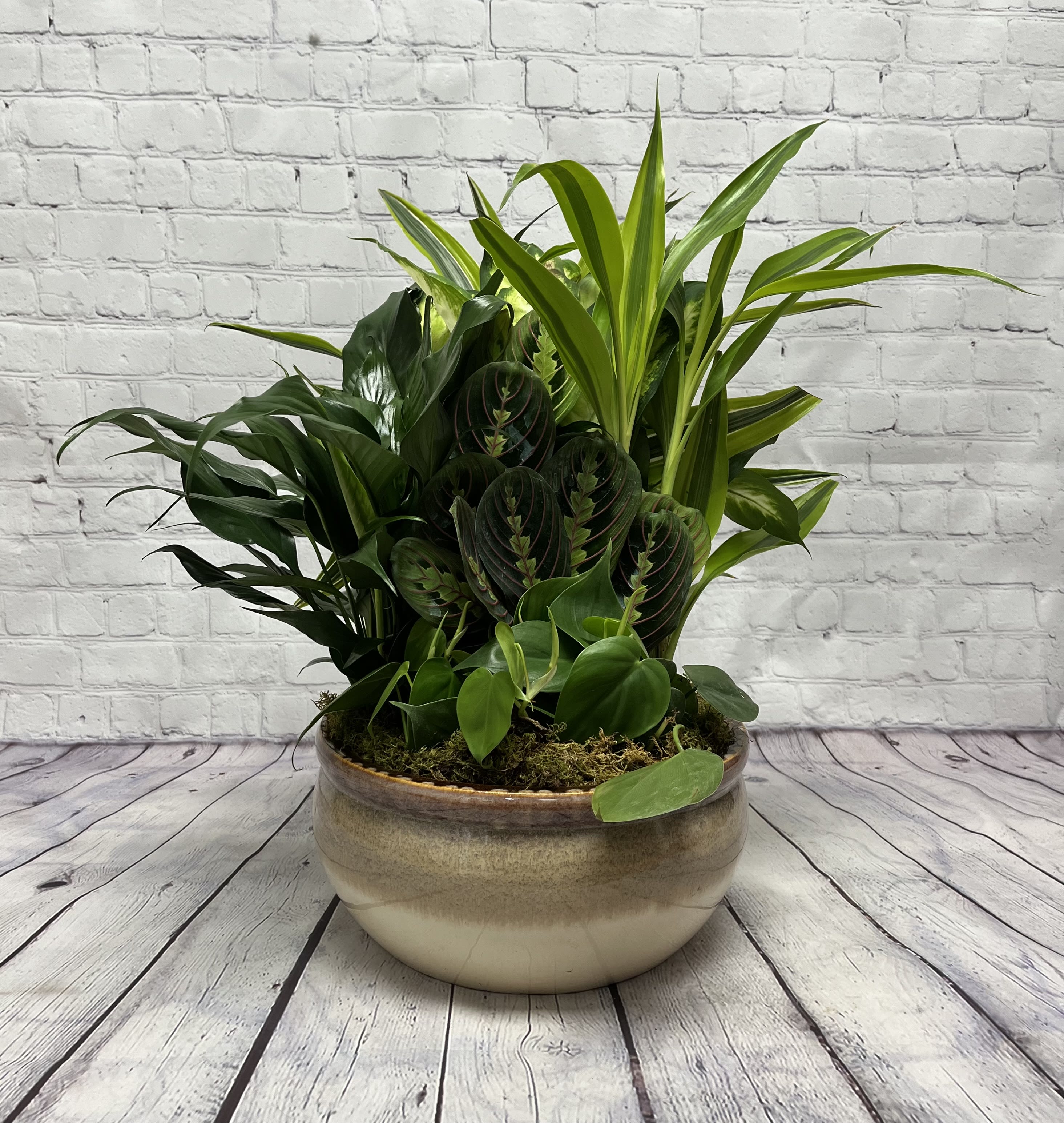12" European Dish Garden - This bountiful selection of green foliage plants in a ceramic container is a wonderful gift for any occasion. *Container color and shape may vary