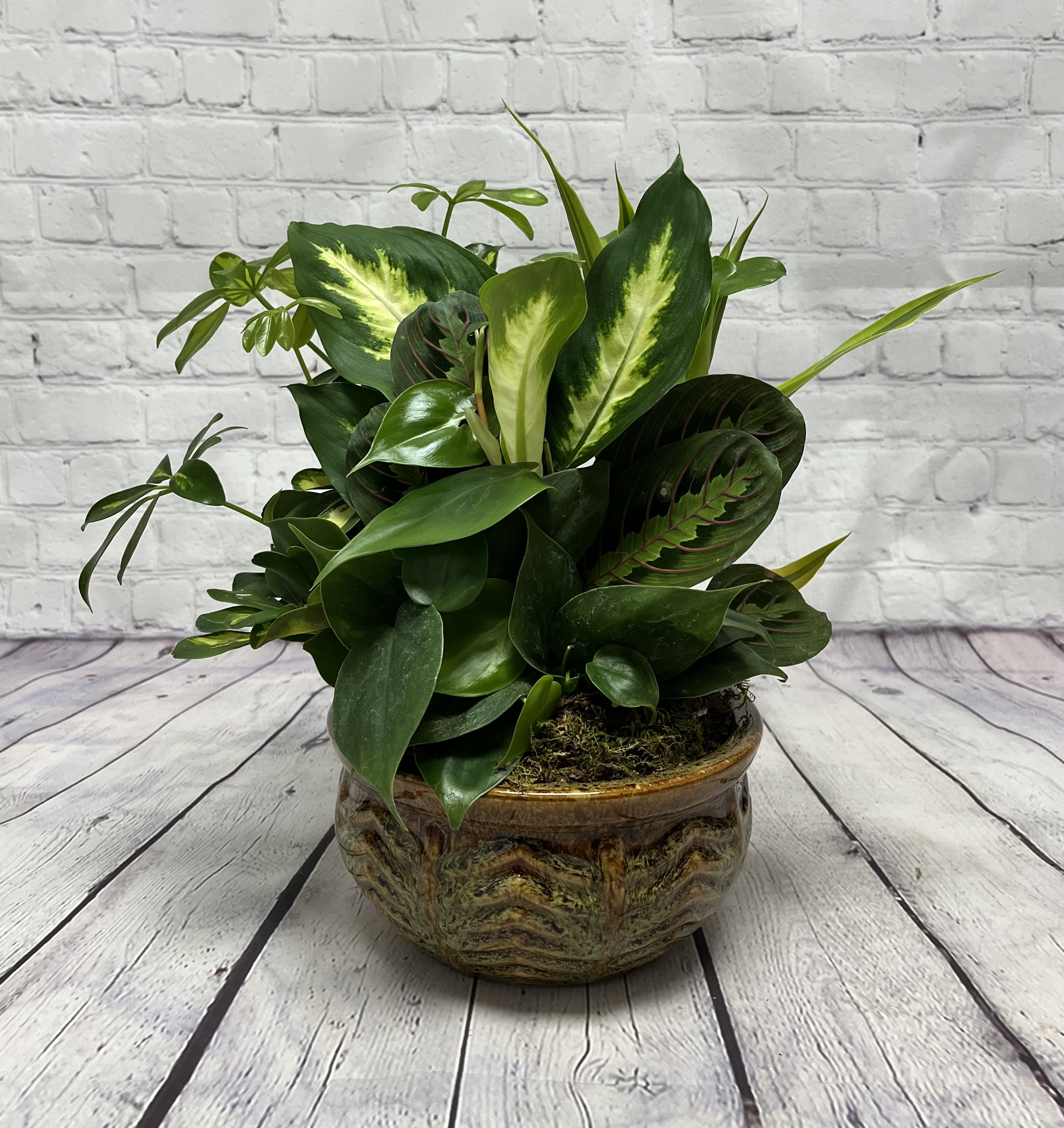 8" European Dish Garden - This bountiful selection of green foliage plants in a ceramic container is a wonderful gift for any occasion. *Container color and shape may vary