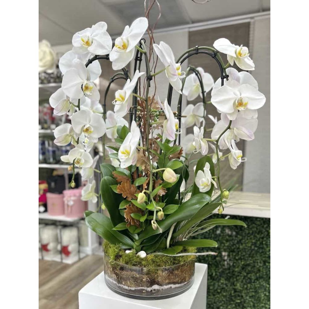 White phalaenopsis orchid plants with arching stems in a clear glass bowl planter