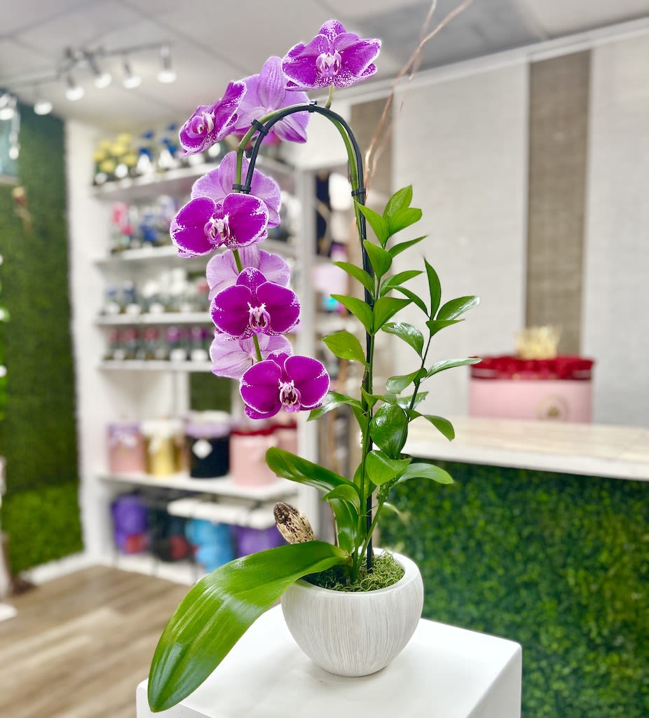Potted purple orchid plant with arching blooms in a white ceramic pot